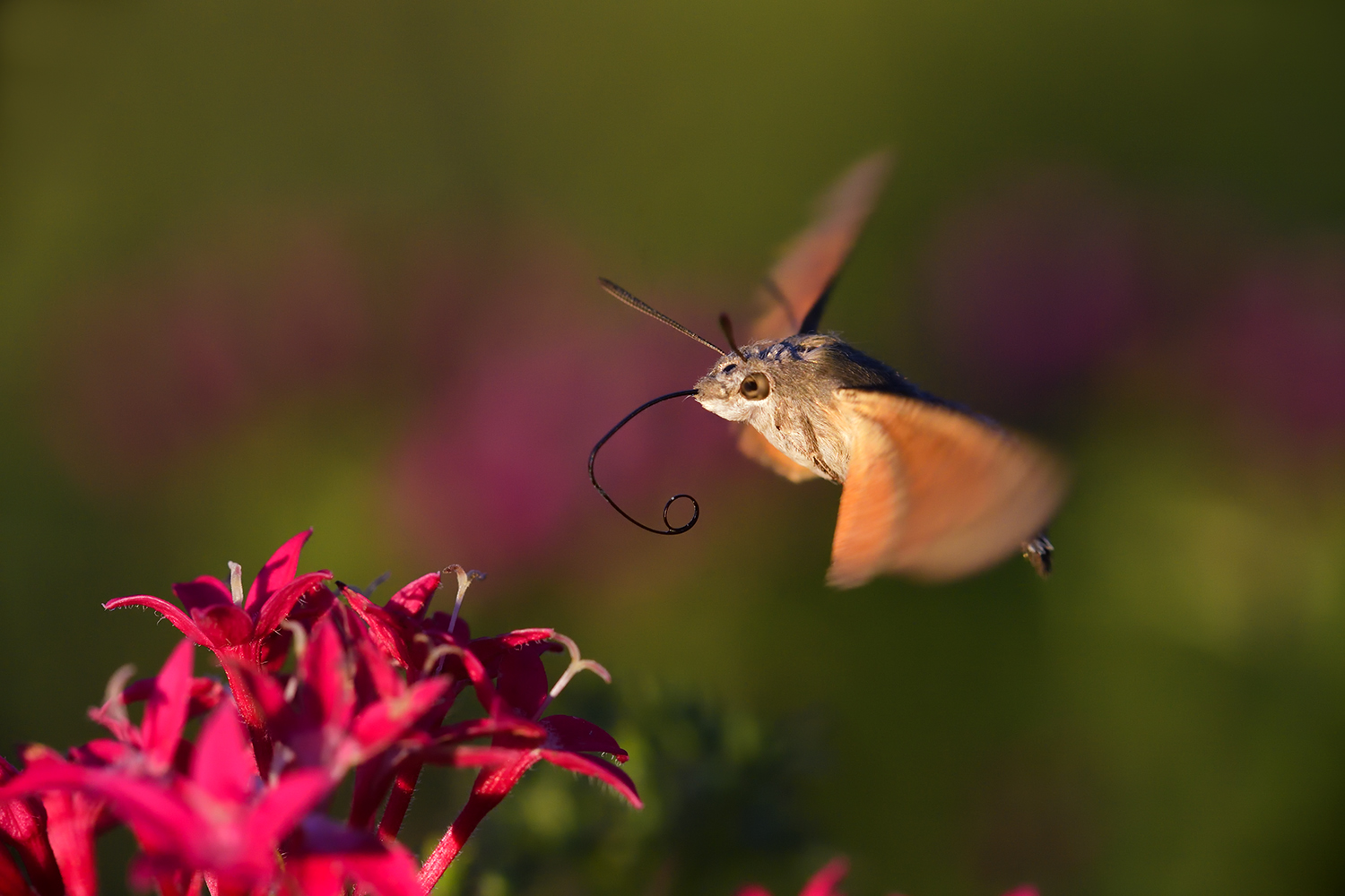 Sfinge del Galio (Macroglossum stellatarum)