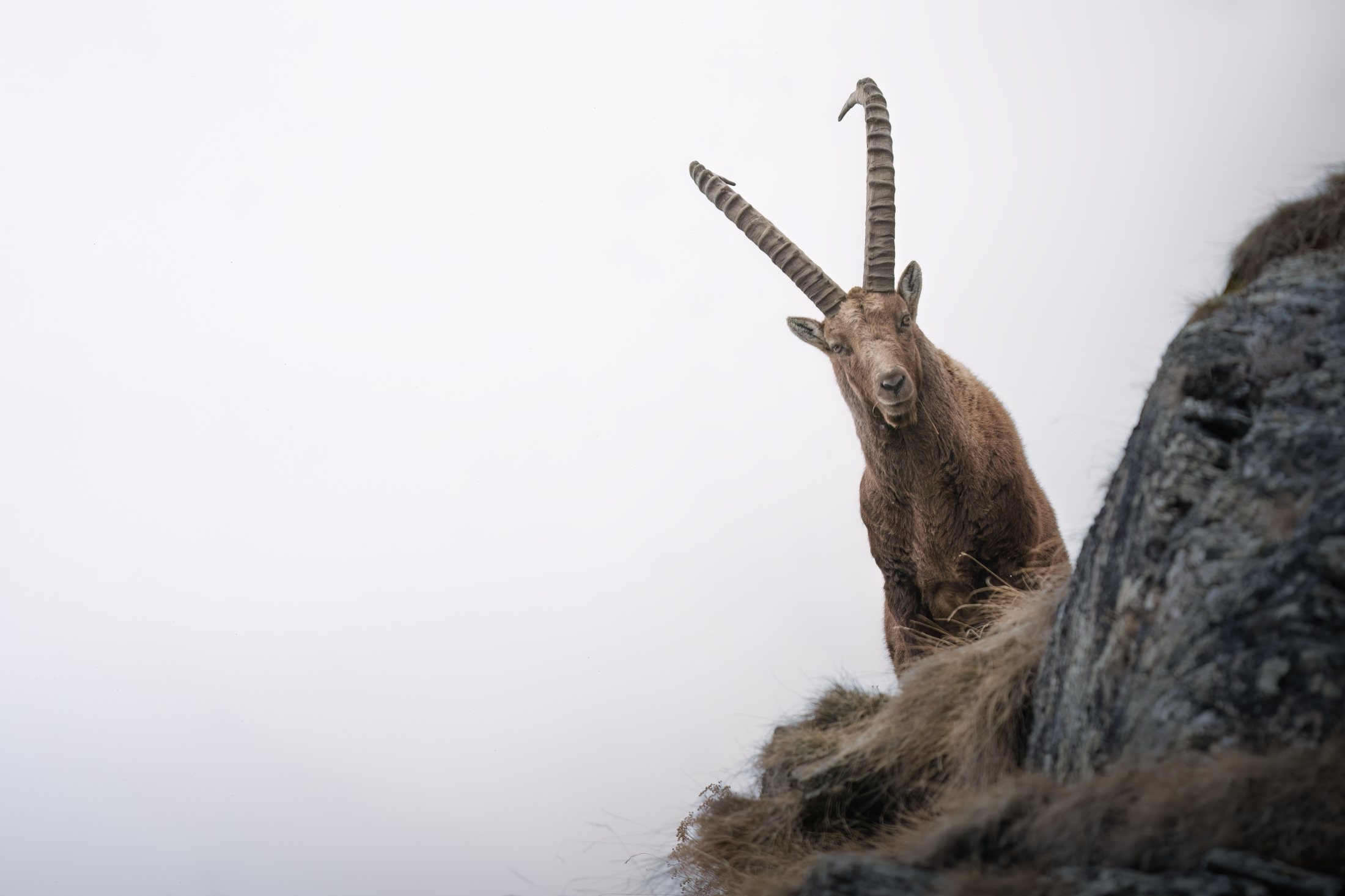 Ibex