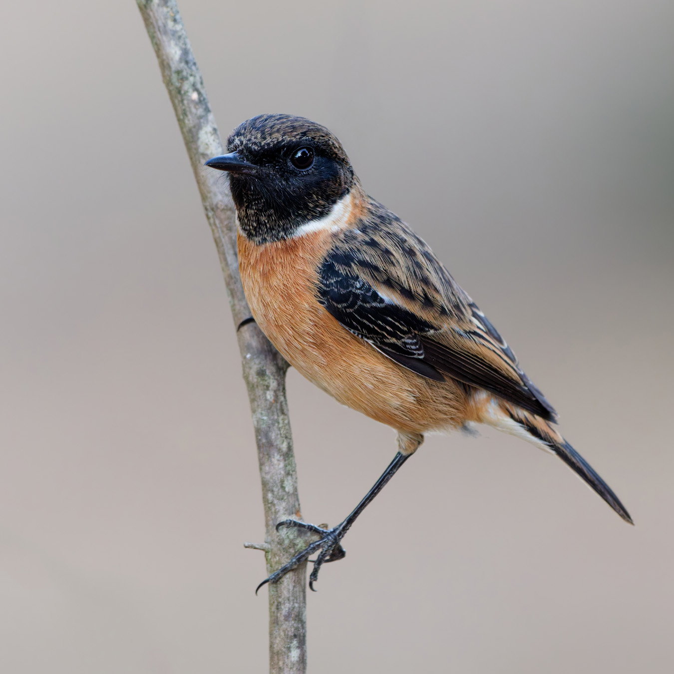 European Stonechat