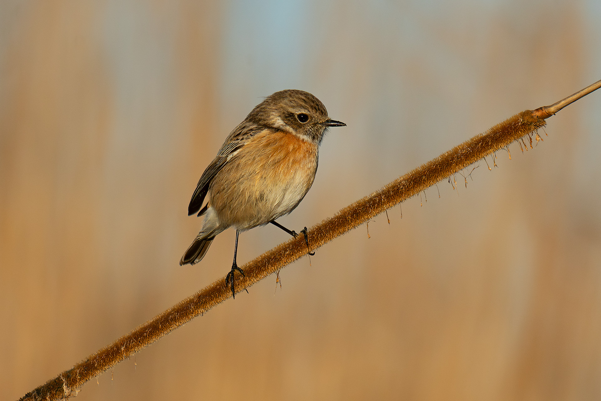 Stonechatter (female)