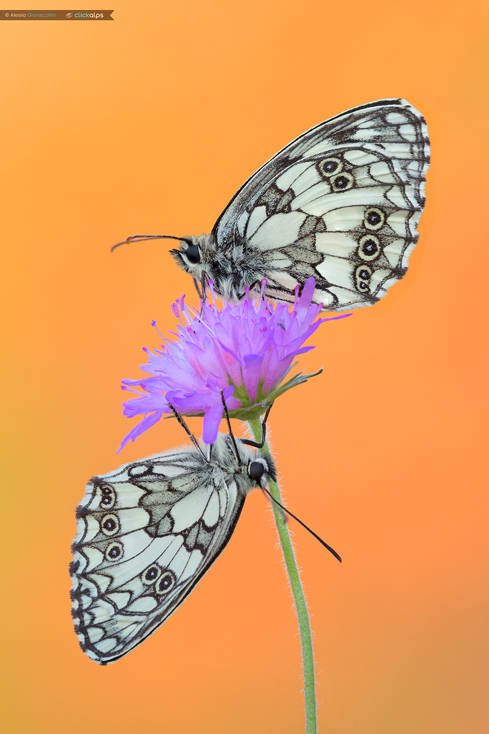 Melanargia galathea