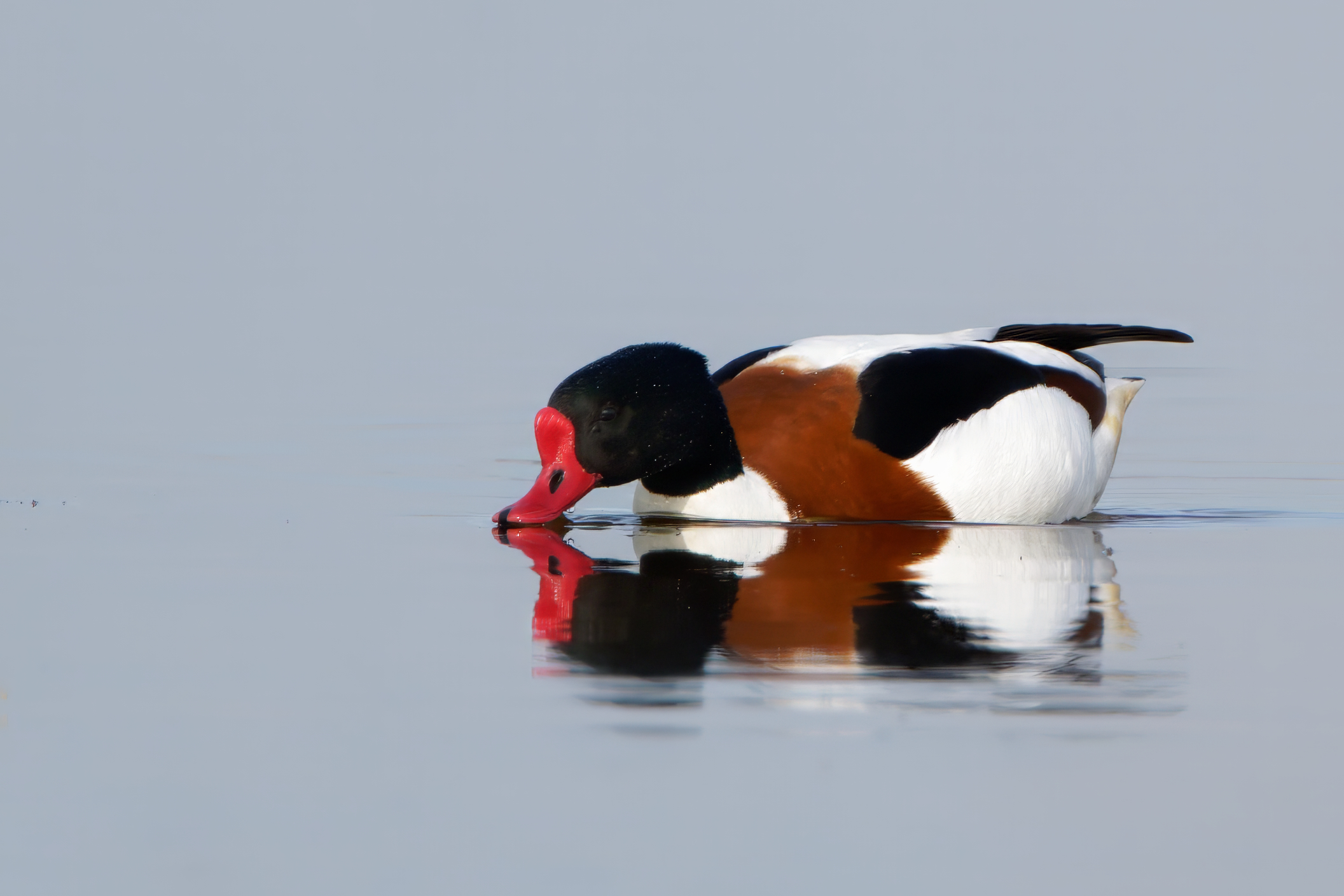 Shelduck (Tadorna tadorna)