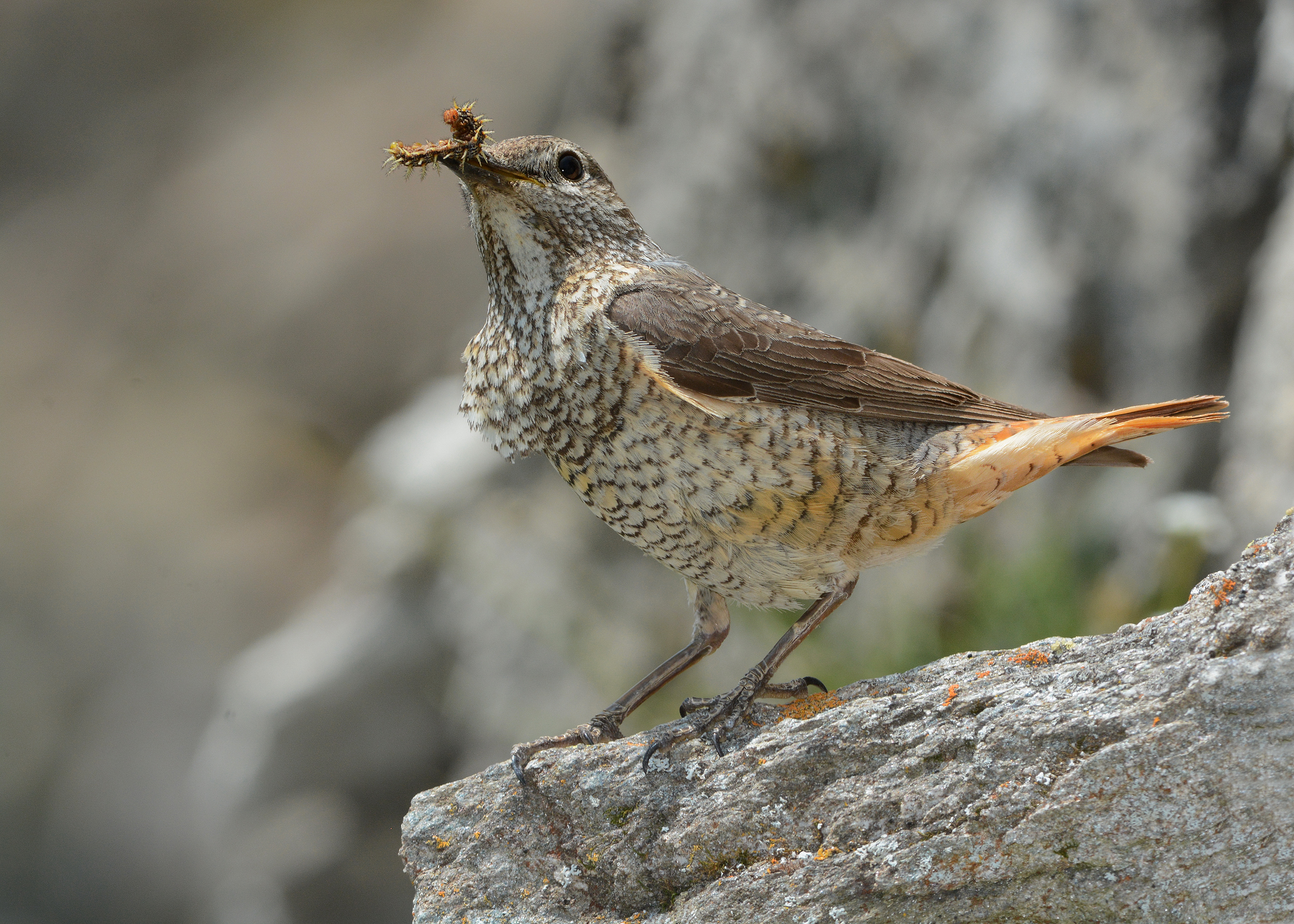 Female Rock Thrush (Monticola saxatillis)