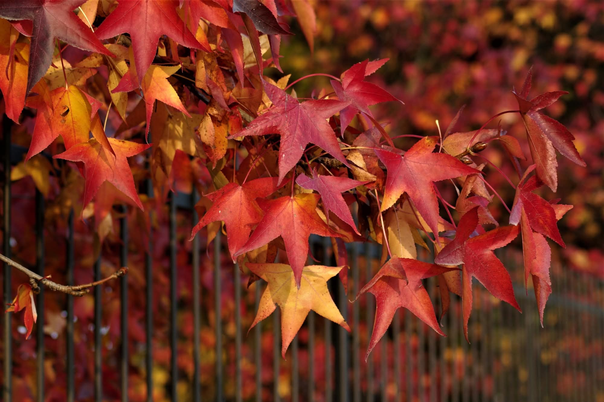 I colori dell'autunno