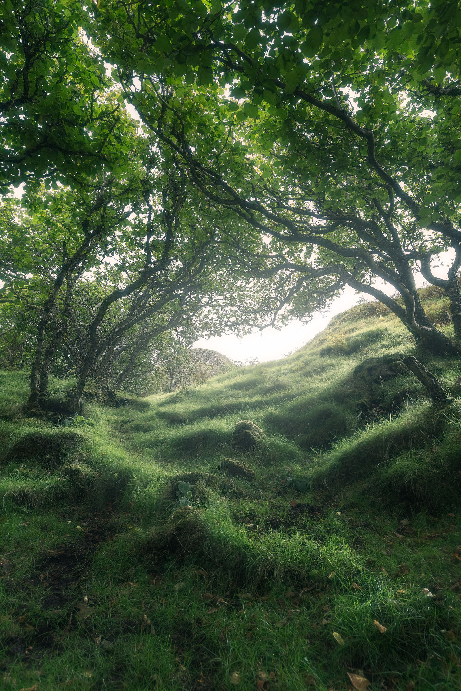 Enchanted woodland