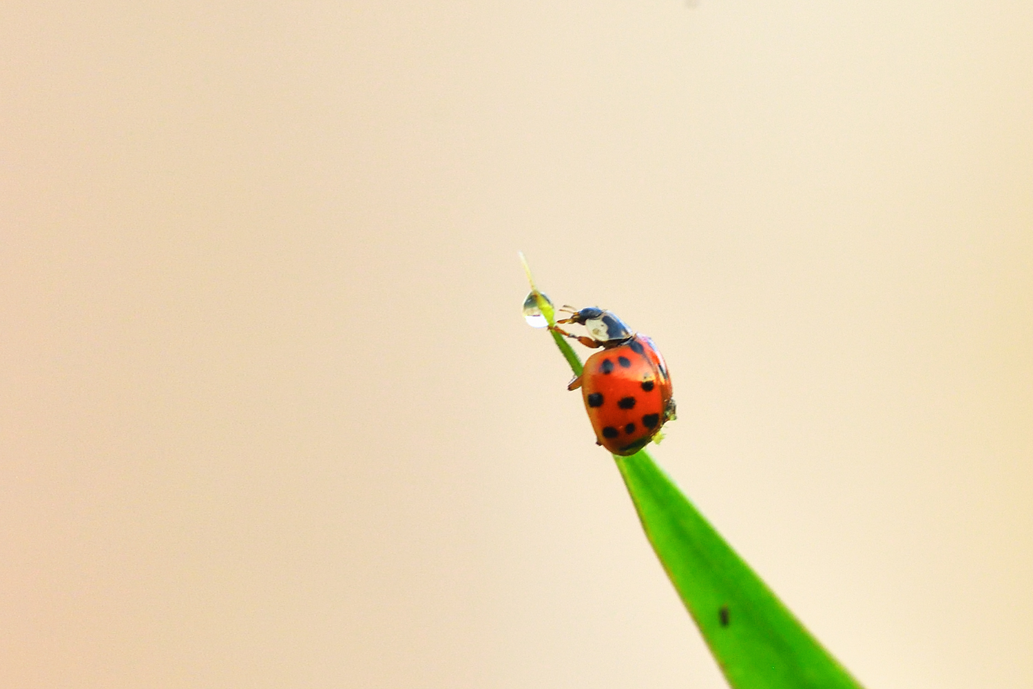 Coccinella