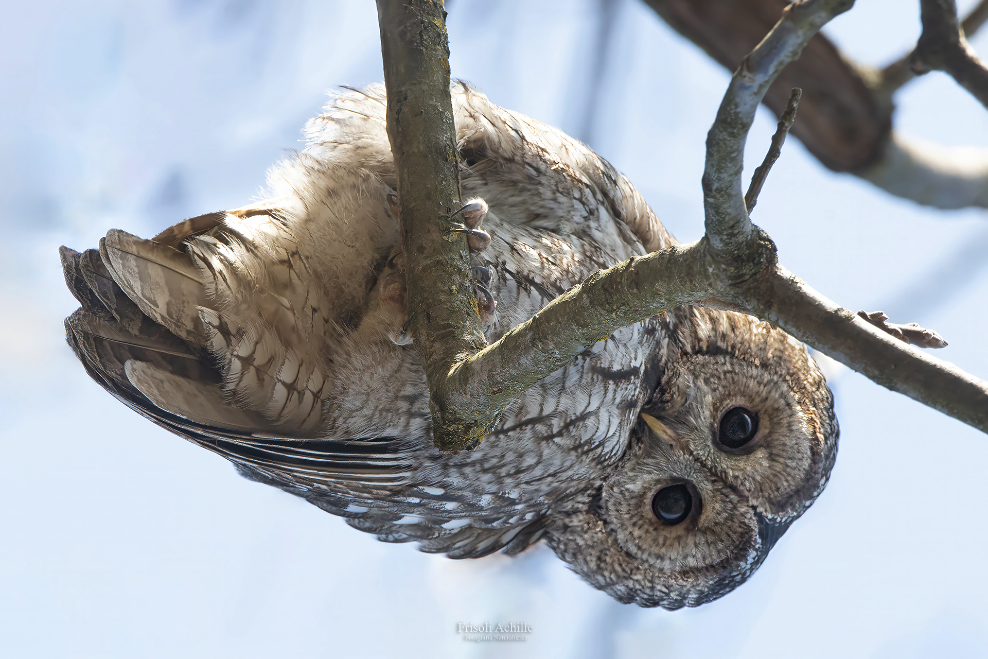 Tawny Owl