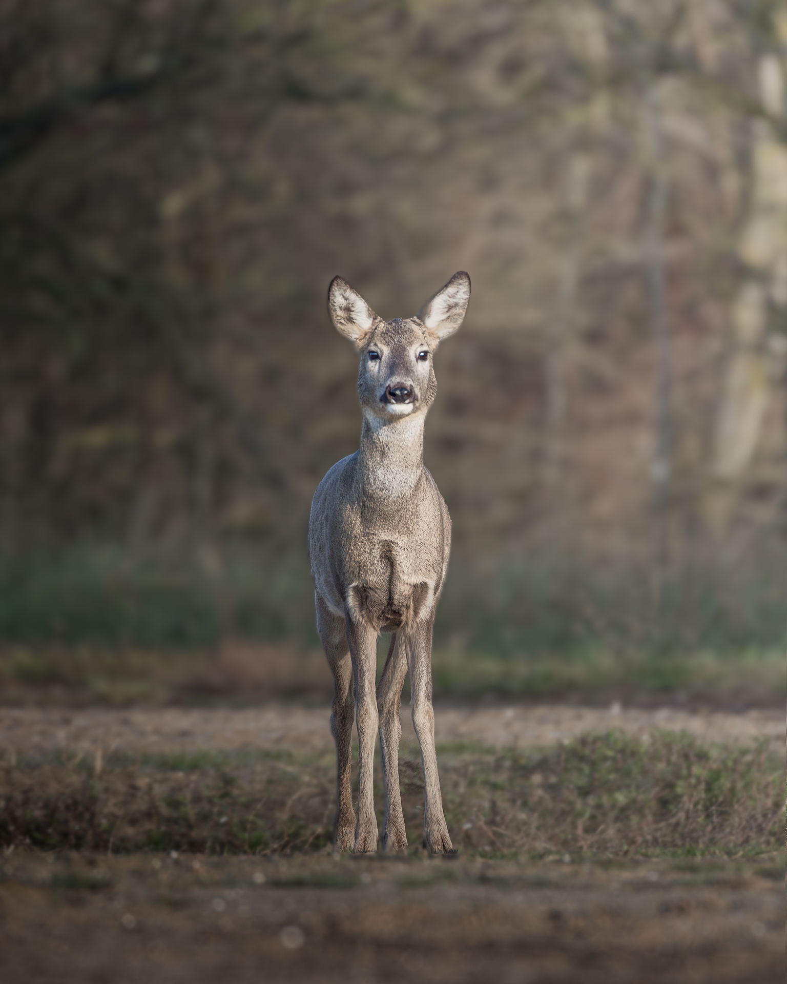 Roe deer