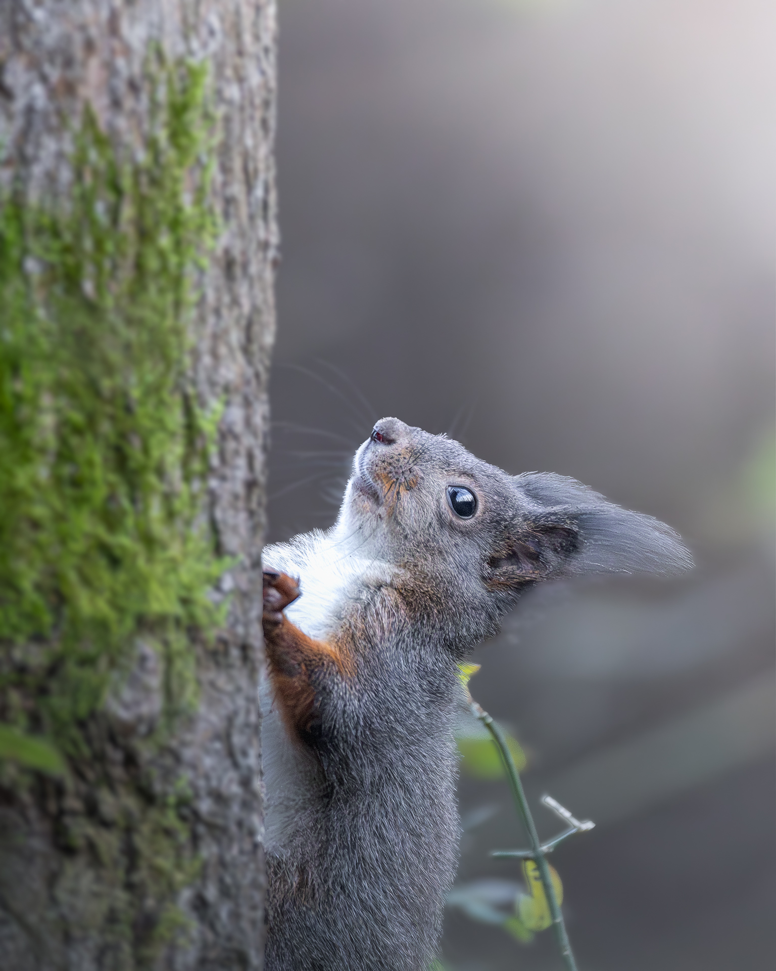 Squirrel