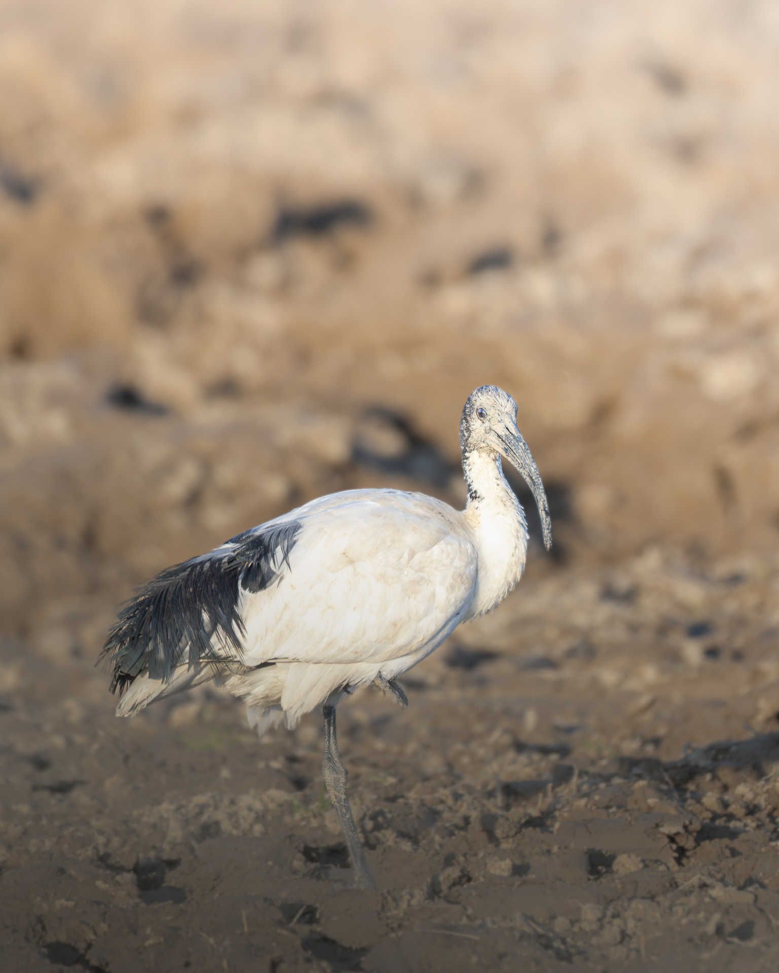 Sacred Ibis