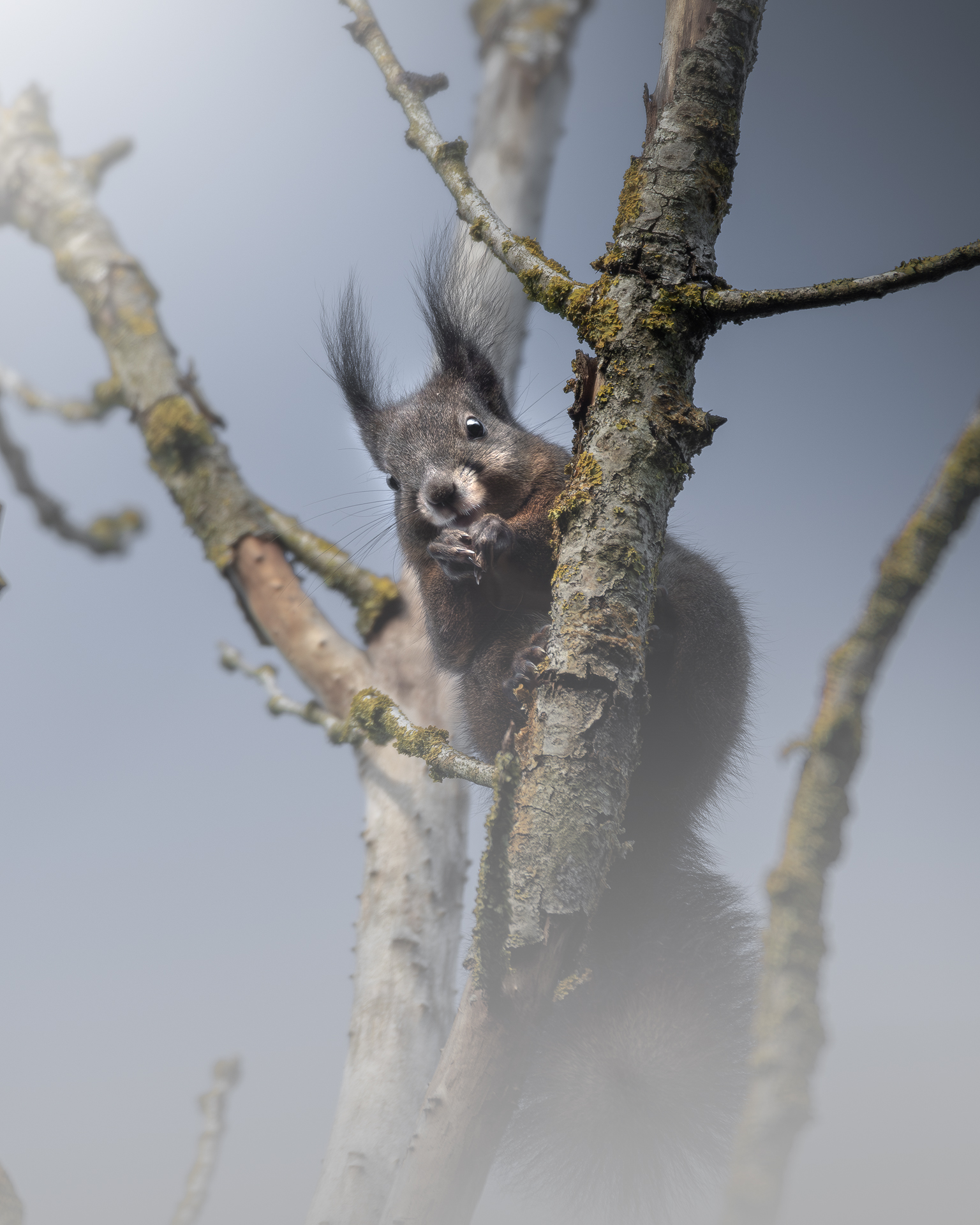 squirrel