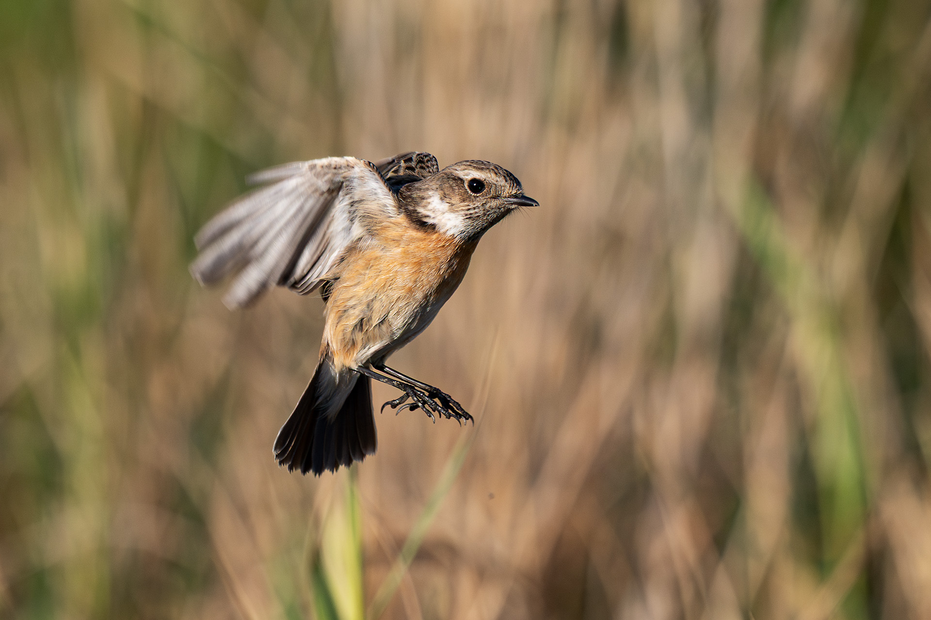 Stonechatter (female) "flickering" on the spot