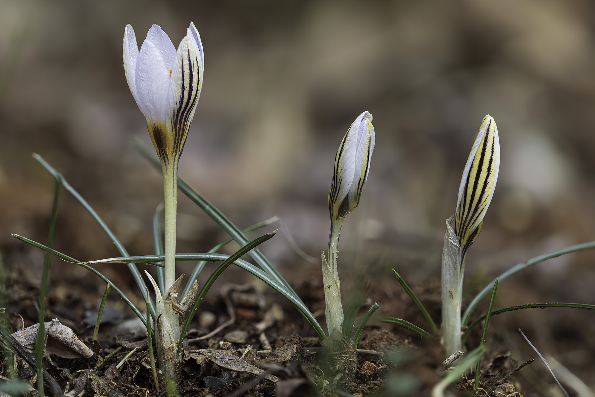 crocus biflorus