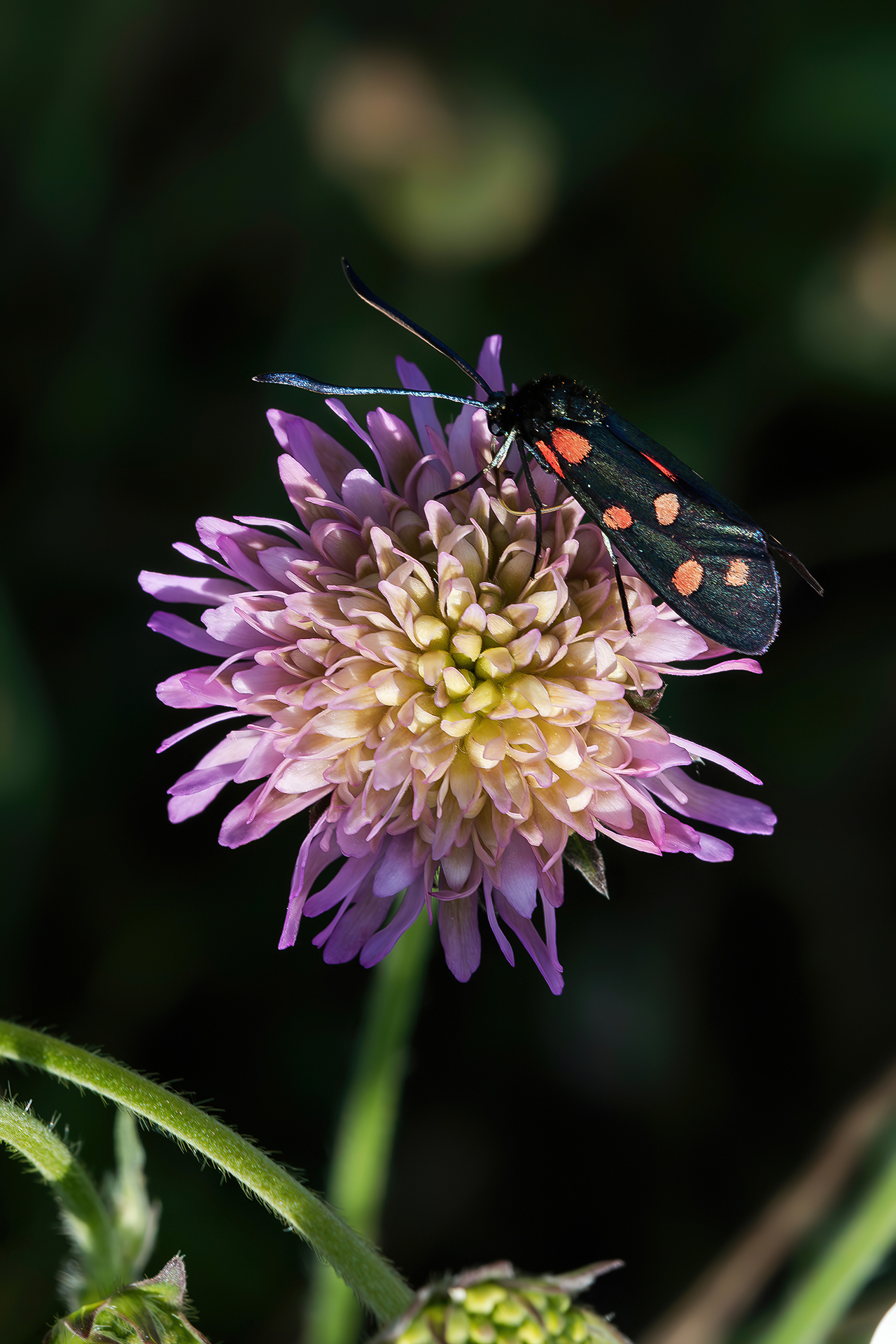 Zygaena transalpina