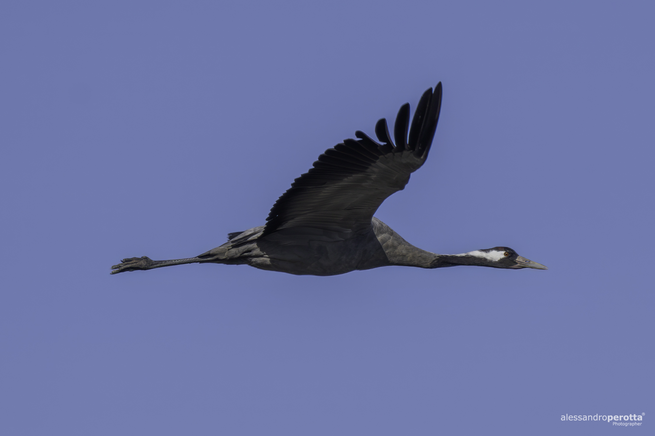 Grus Grus