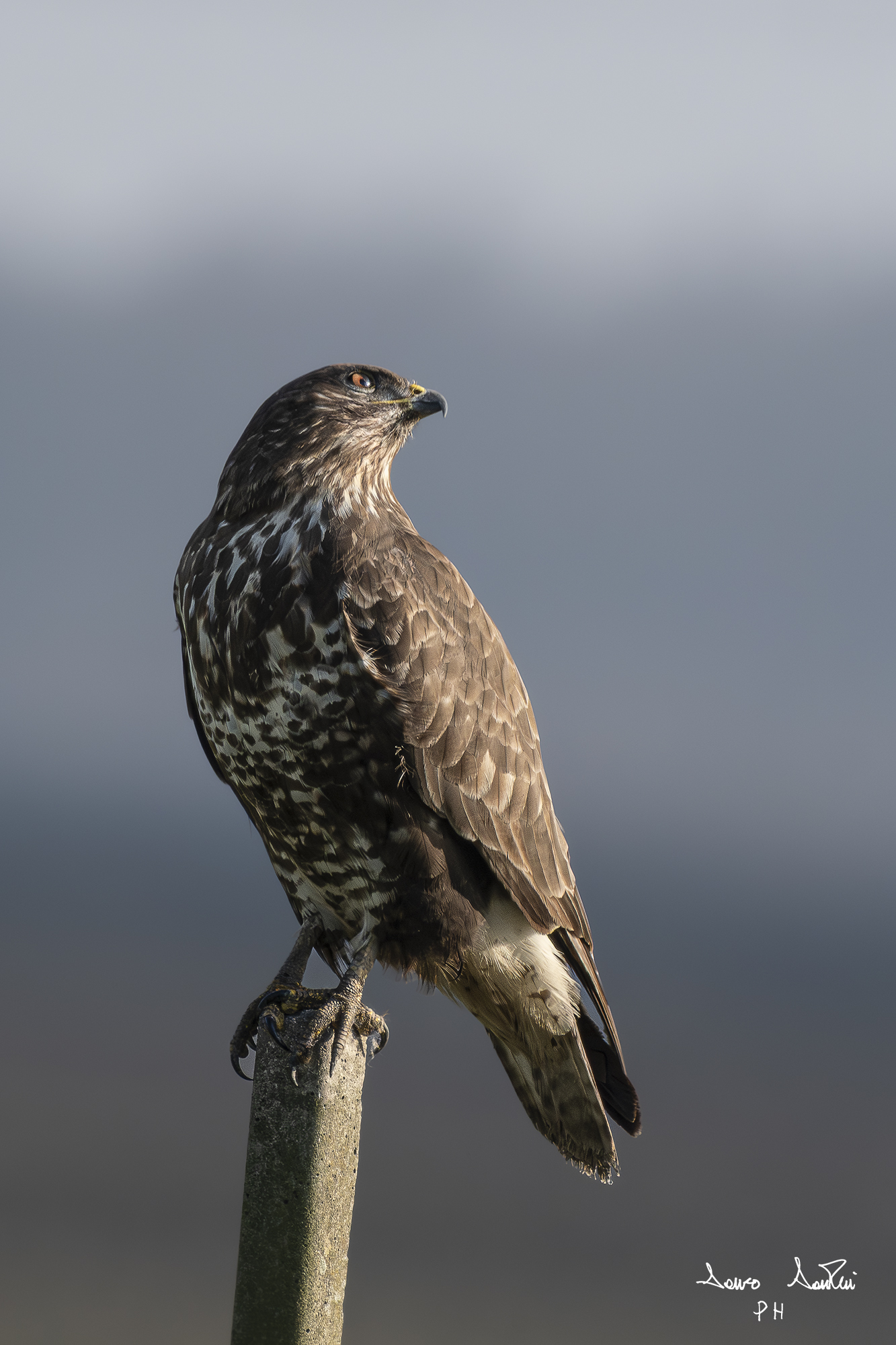 Common buzzard (Buteo buteo)
