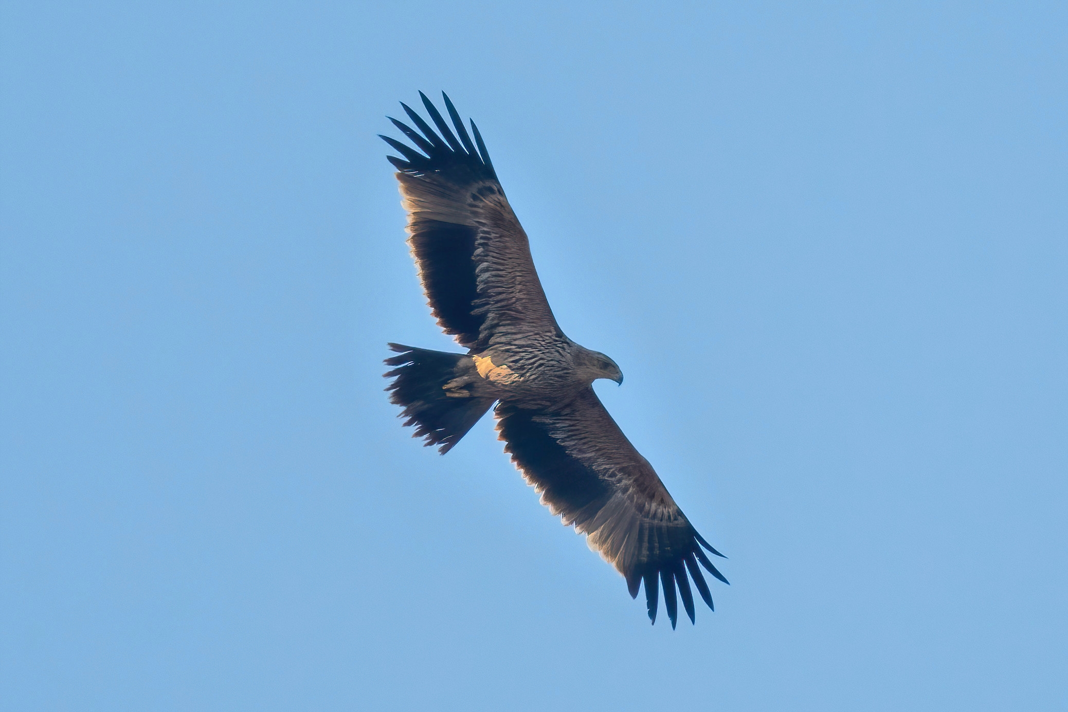 Imperial eagle (Aquila heliaca)