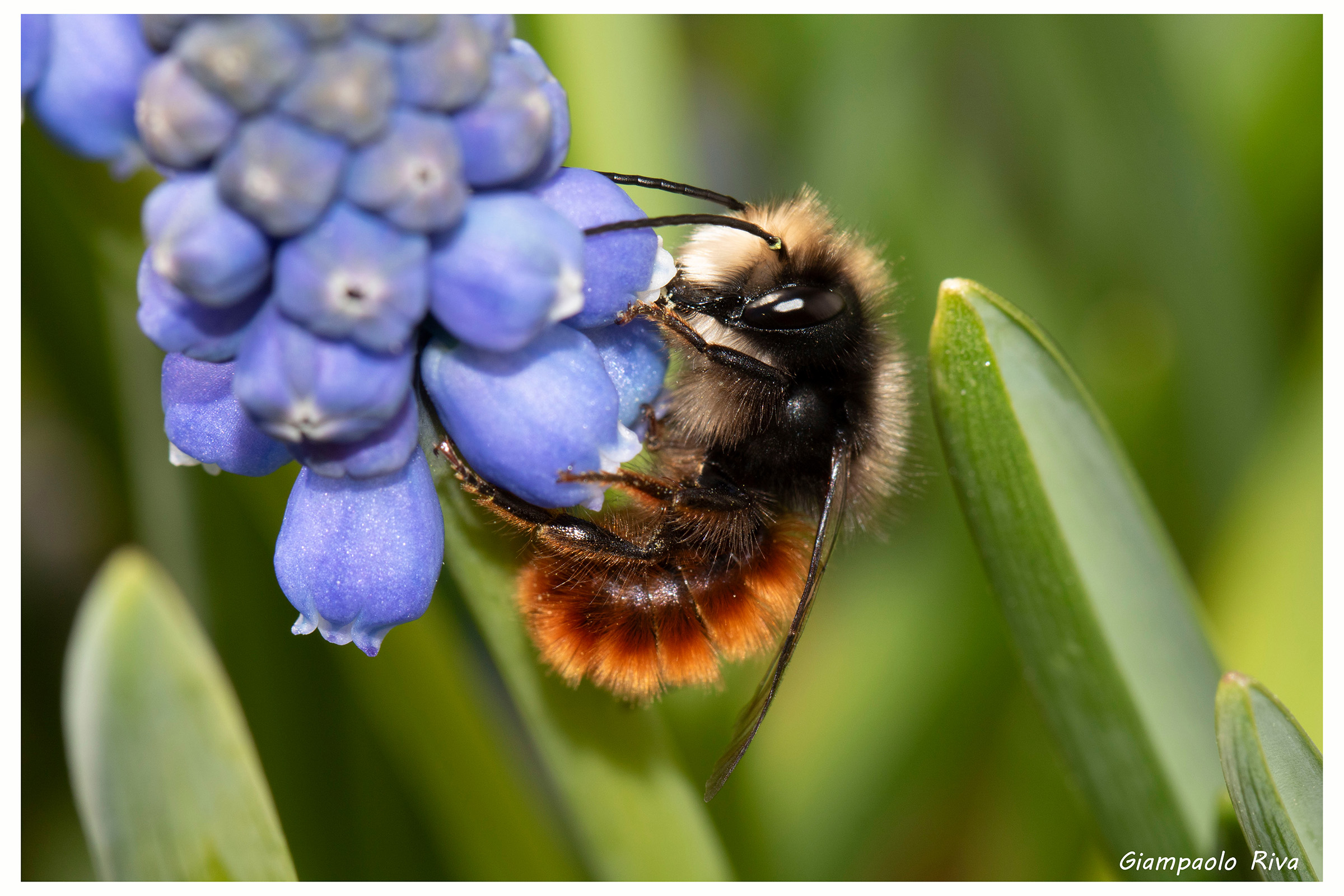 Osmia bicornis, ape muratrice