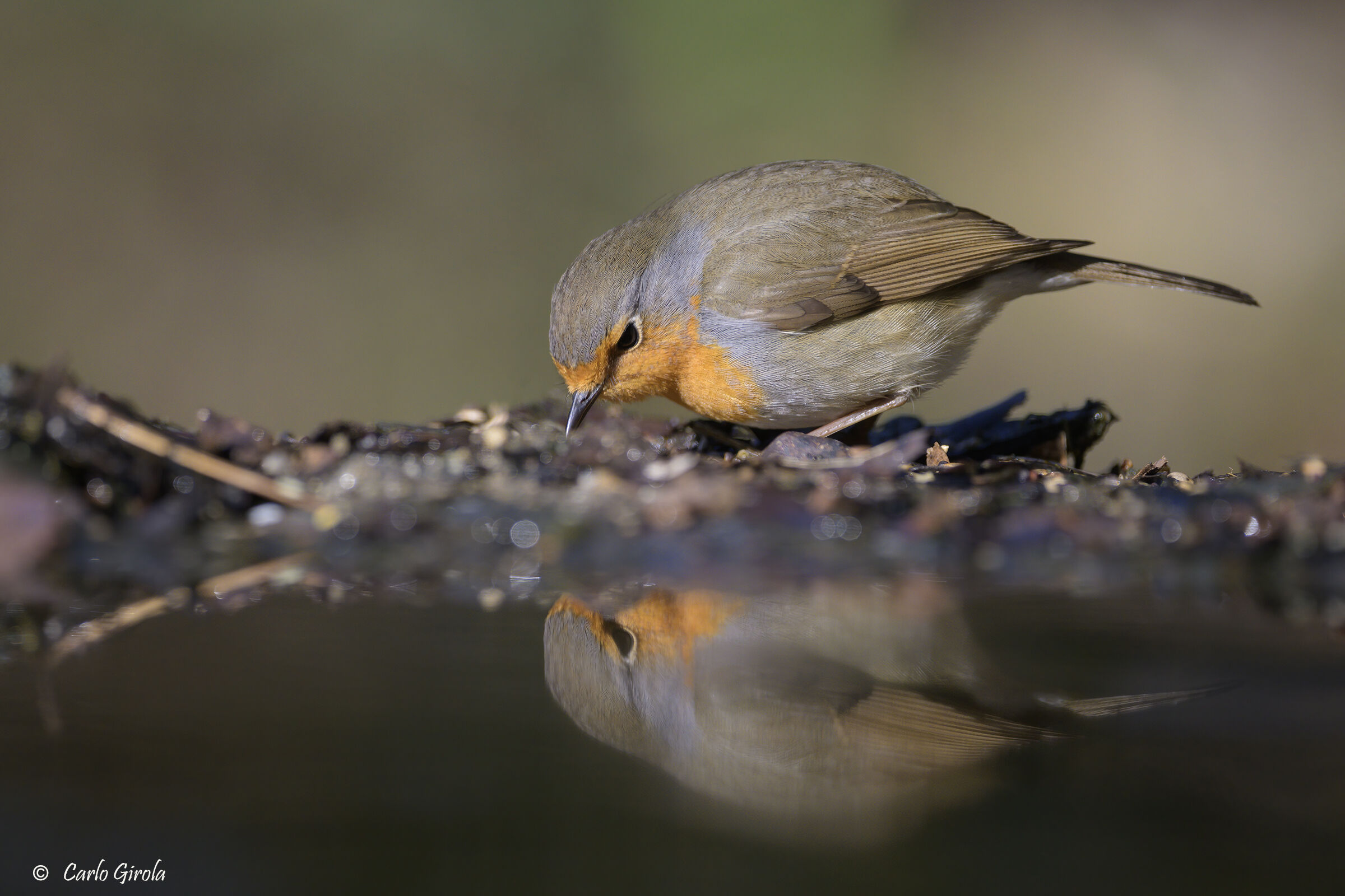 Pettirosso (Erithacus rubecula)