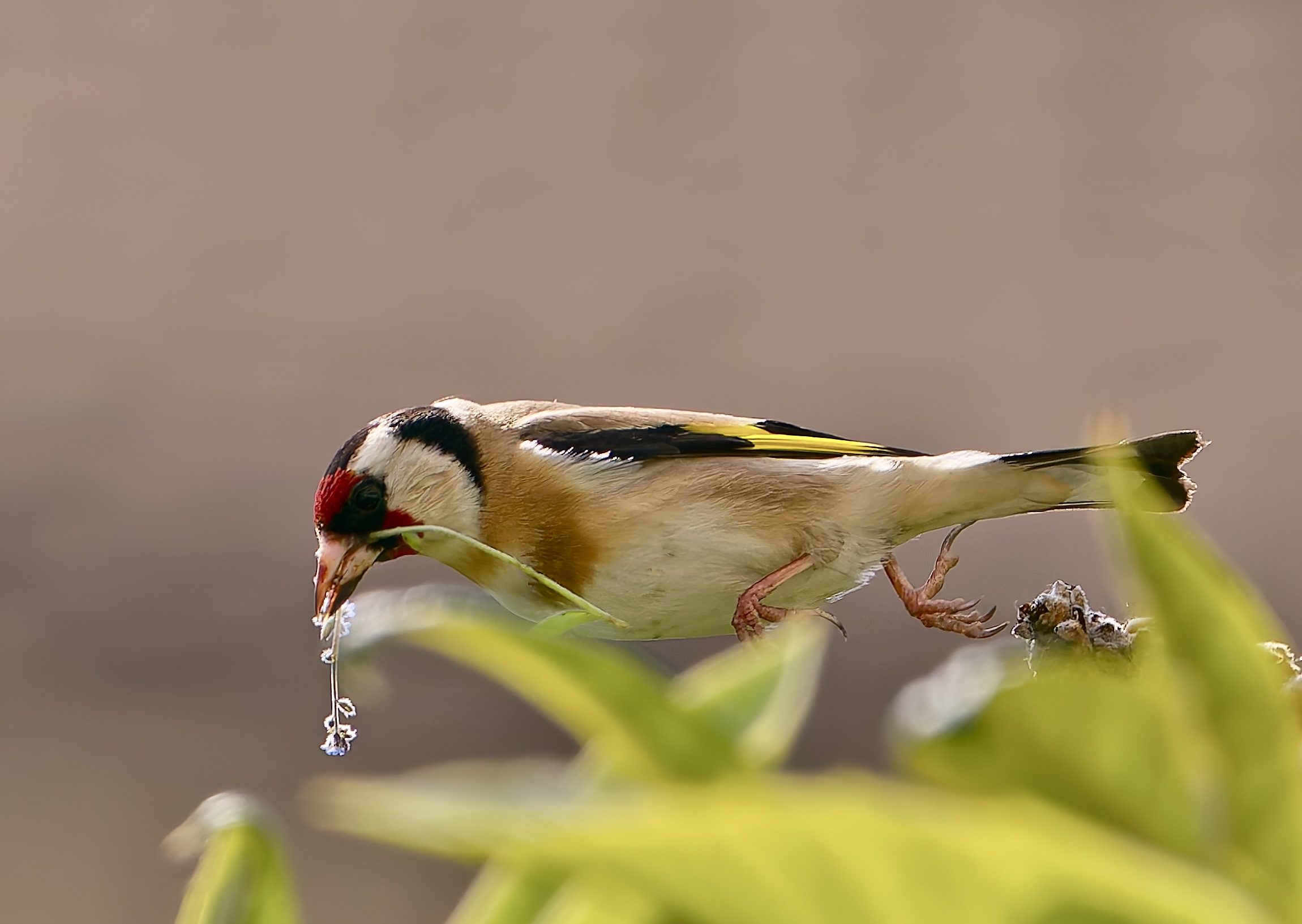 Cardellino al lavoro