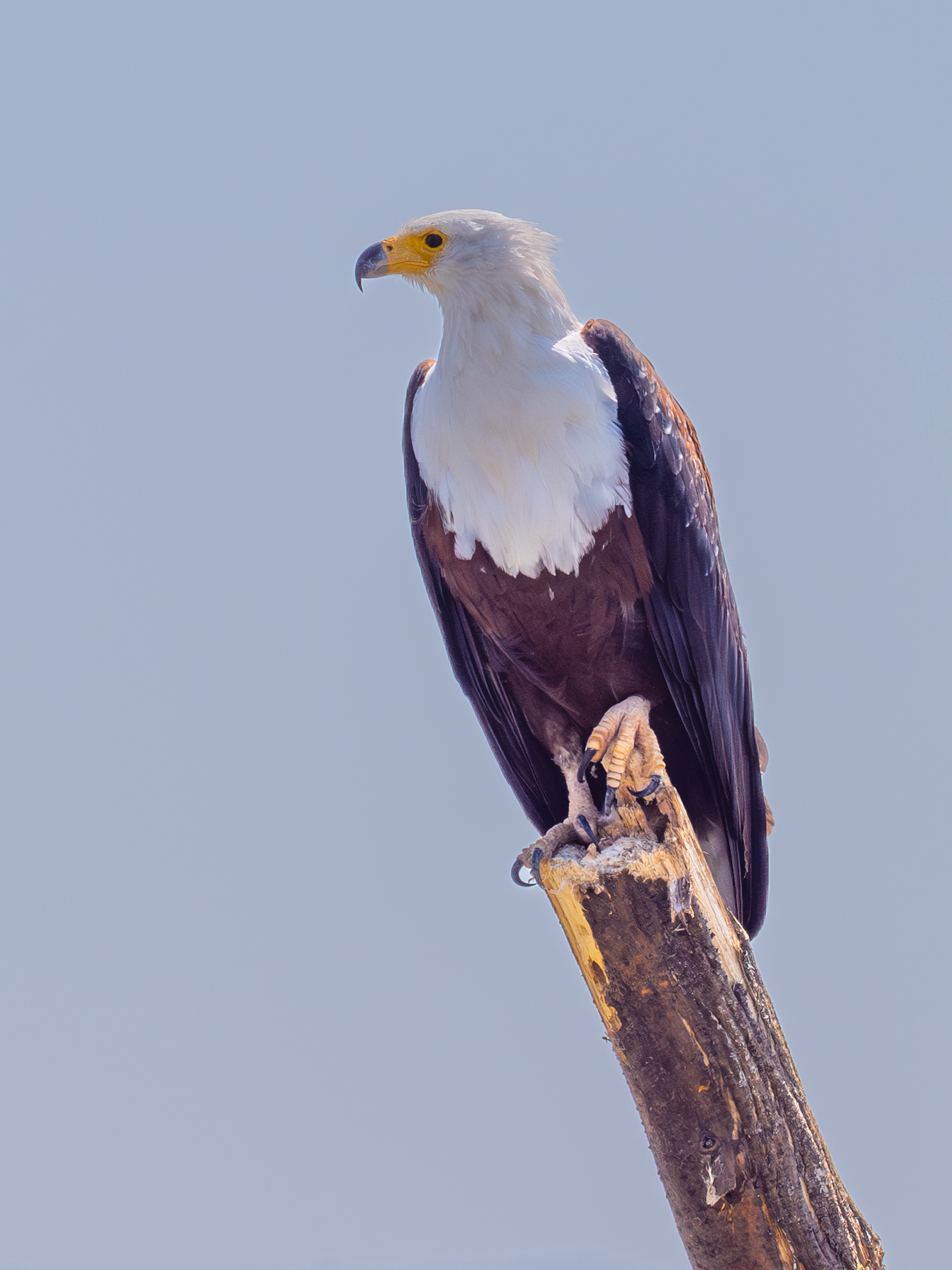 aquila di mare testa bianca!