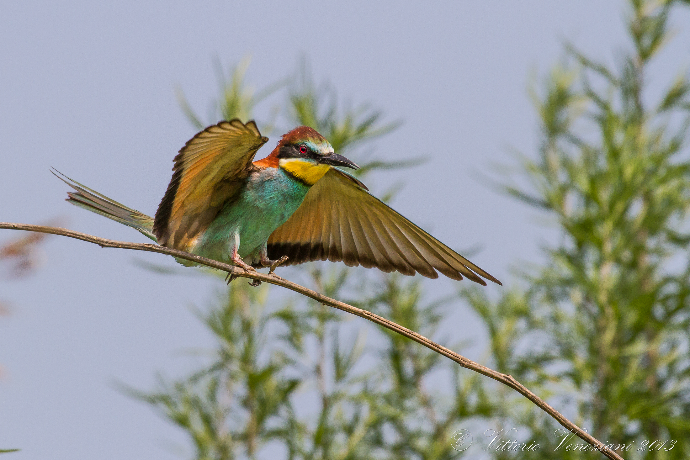 Eccomi qua......finalmente