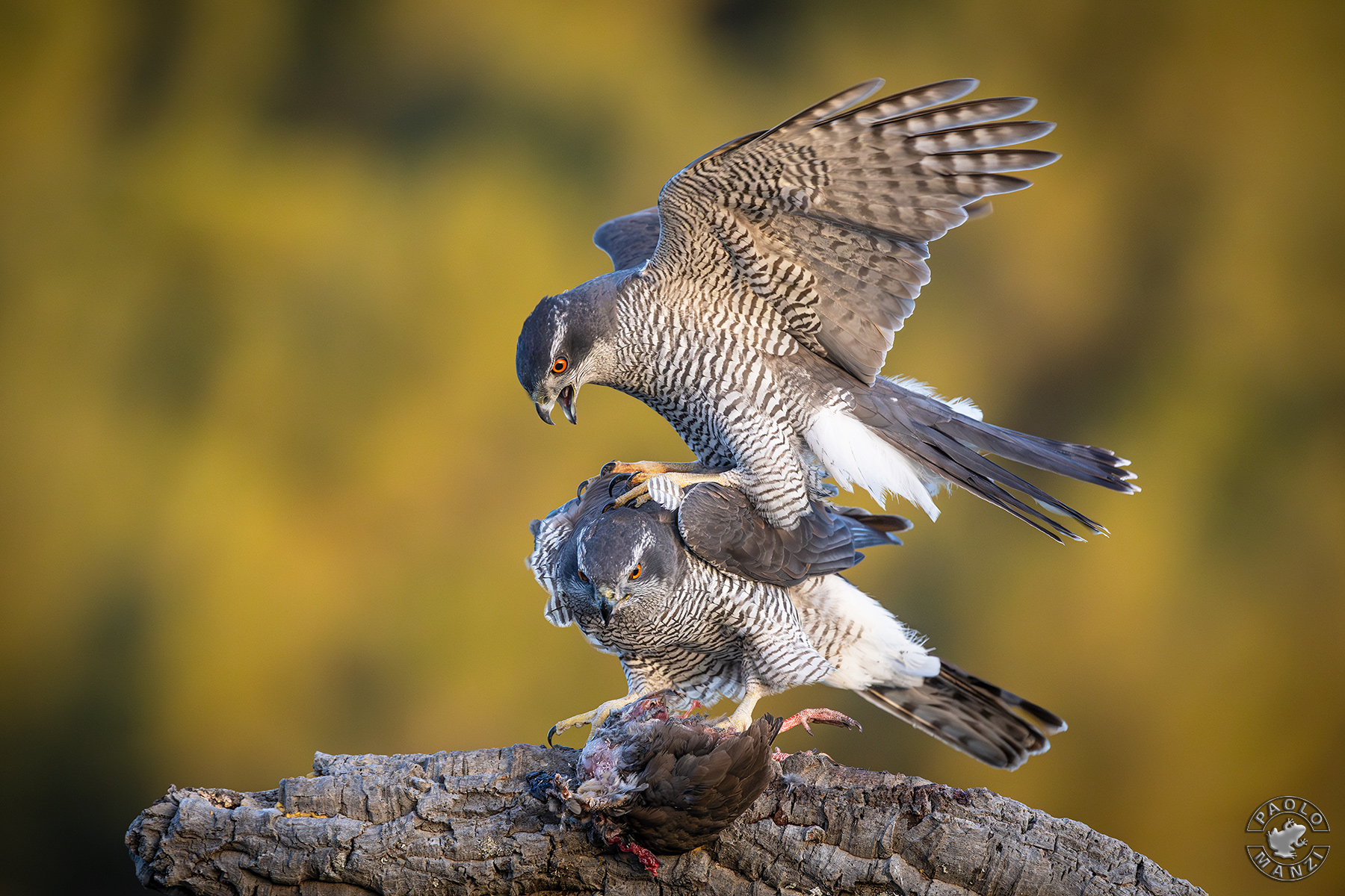 Goshawk - pairing