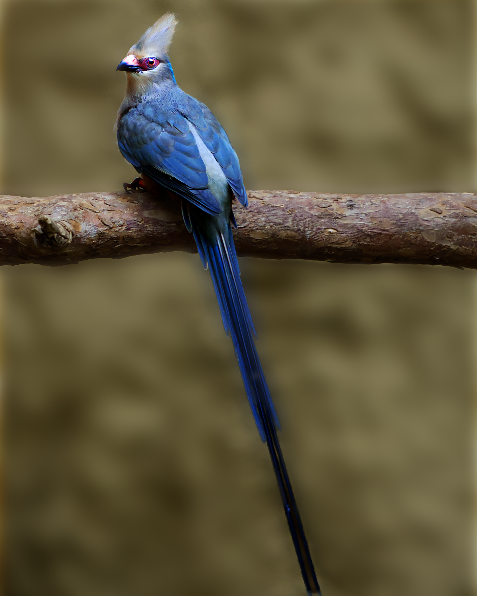 Urocolius macrourus