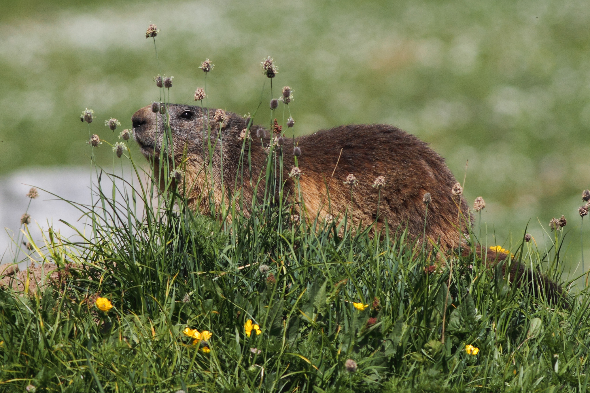 marmotta