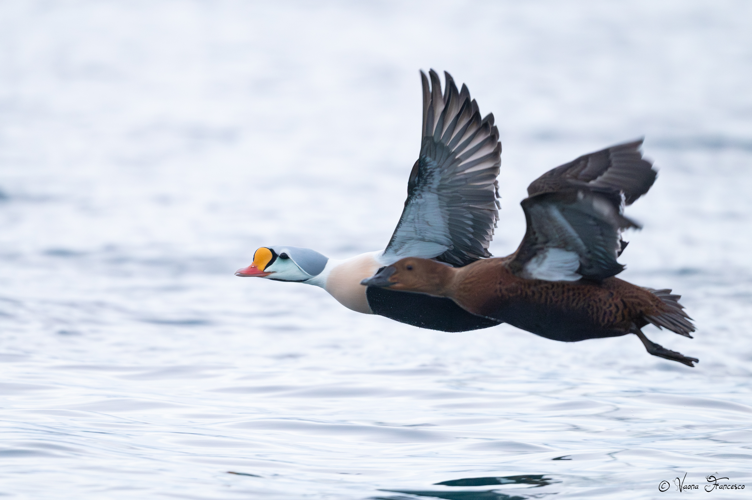 Re e regina degli Edredoni!