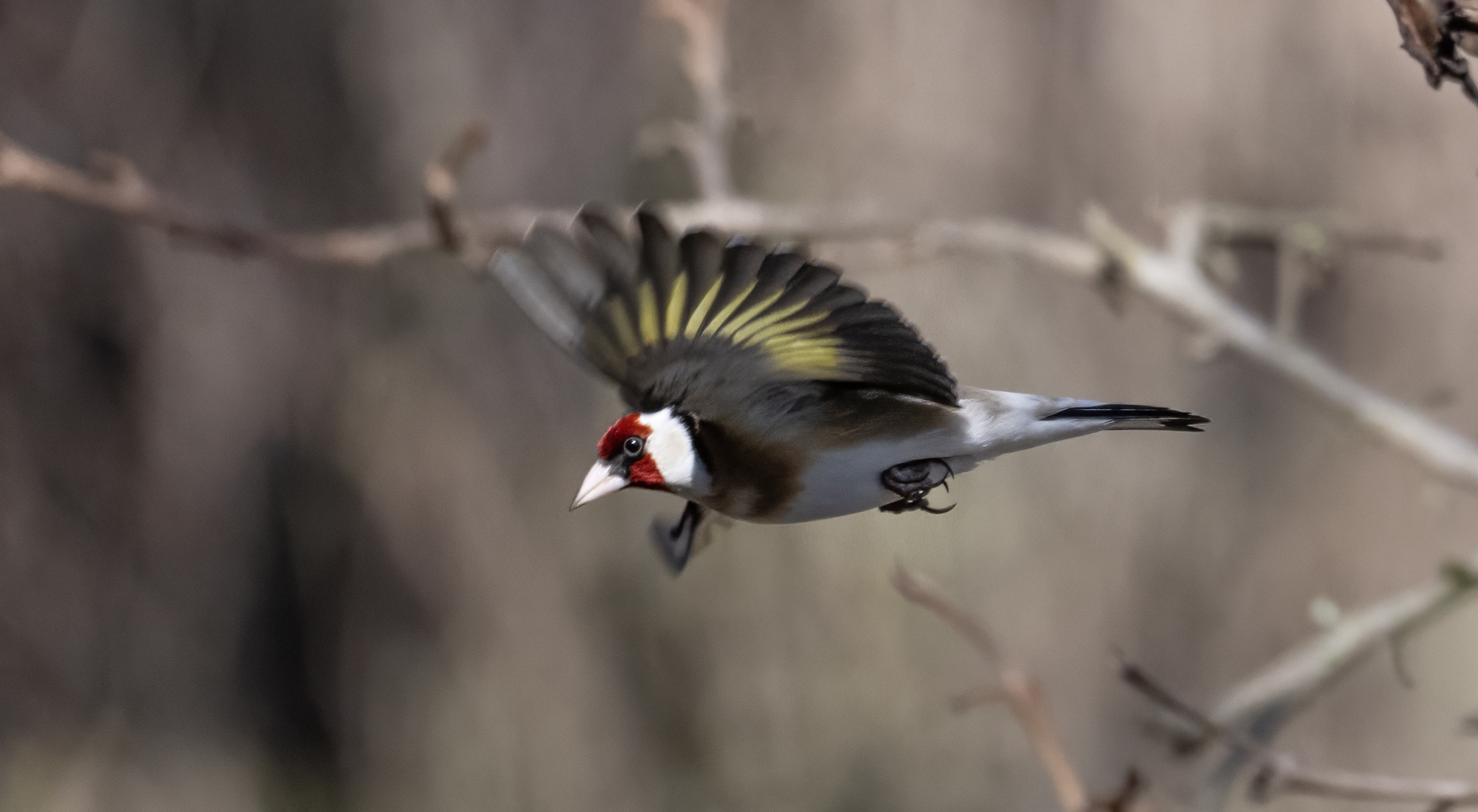 Cardellino con ventaglio