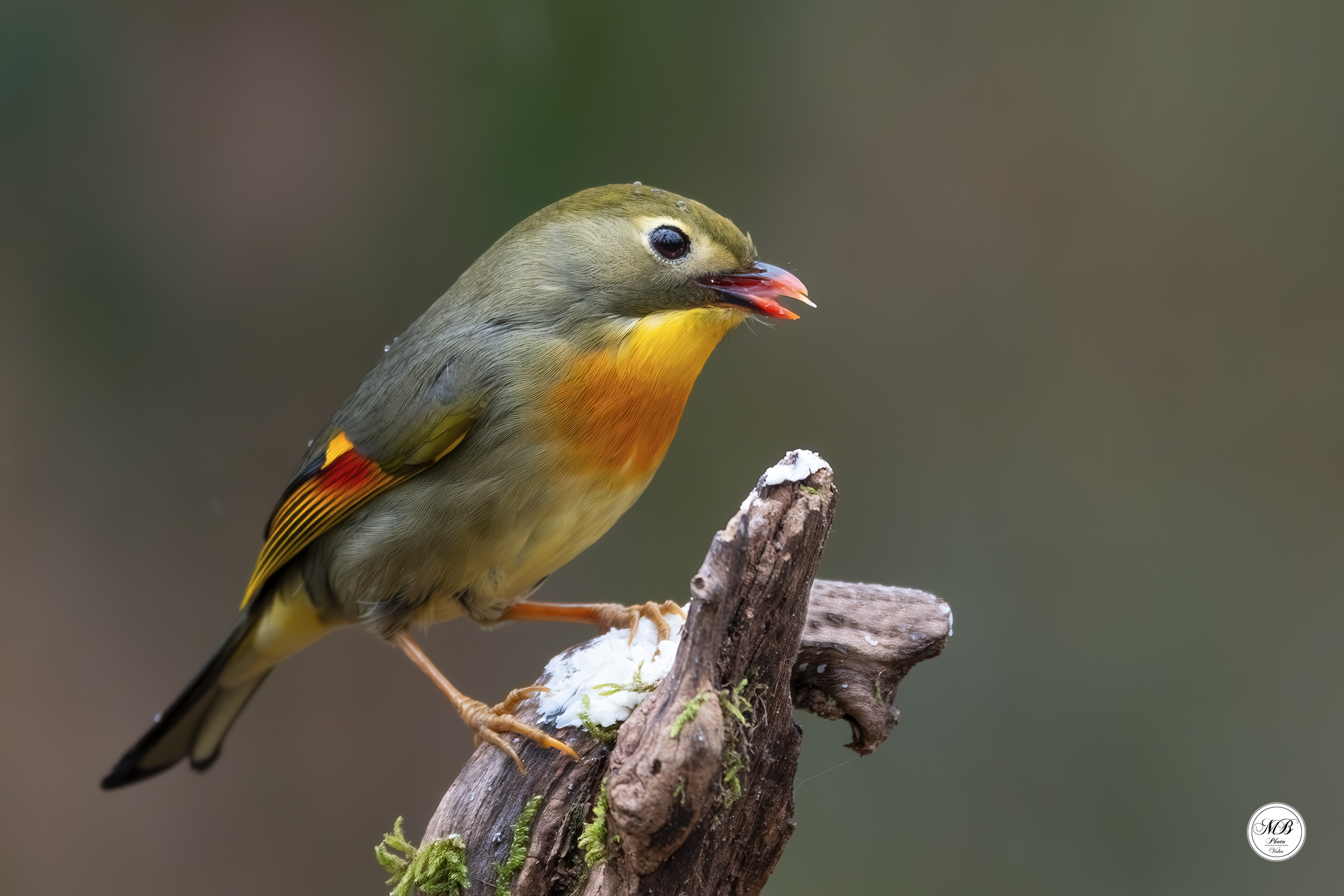 Usignolo del giappone