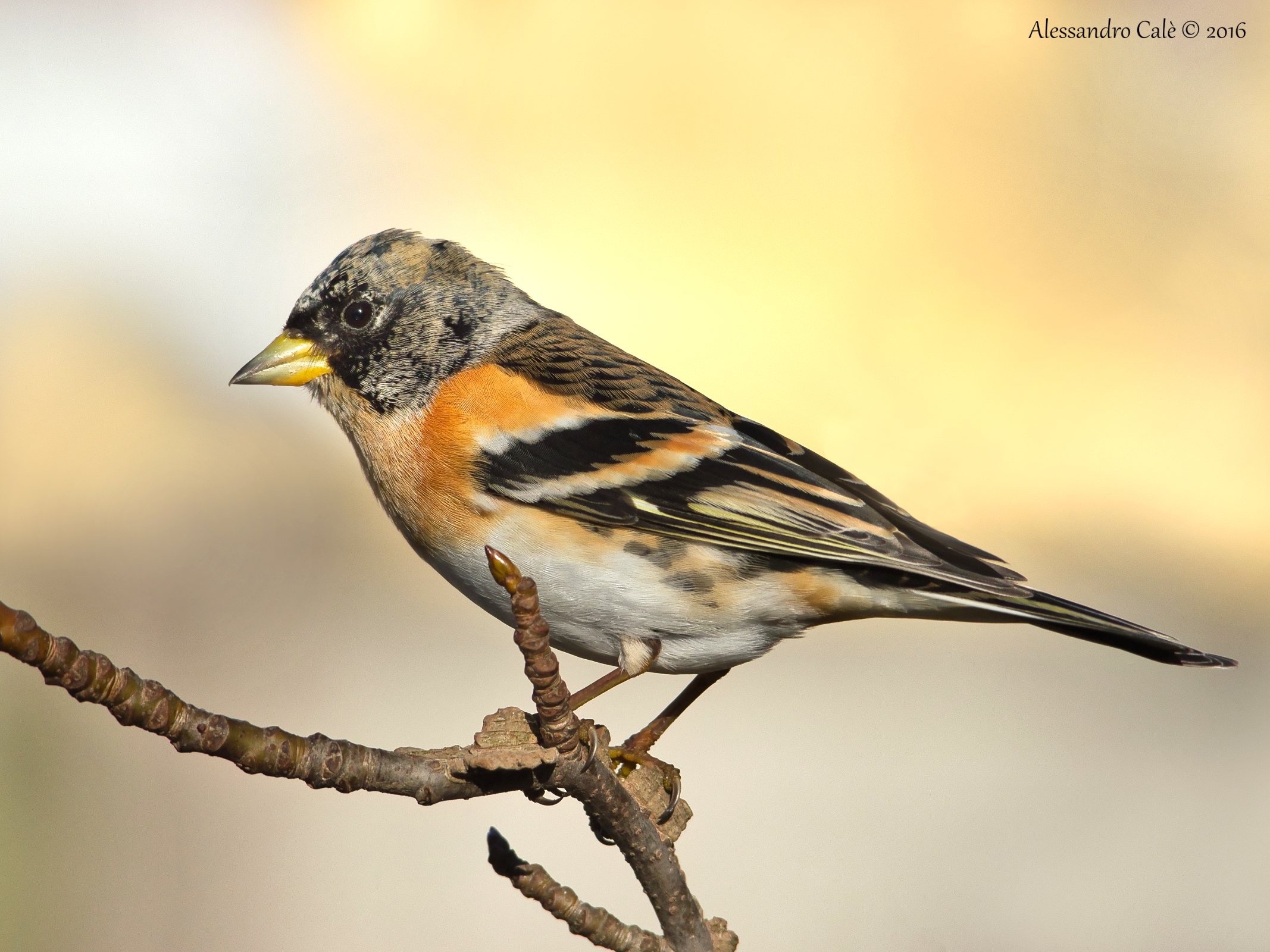 Fringilla montifringilla (Peppola) 1266