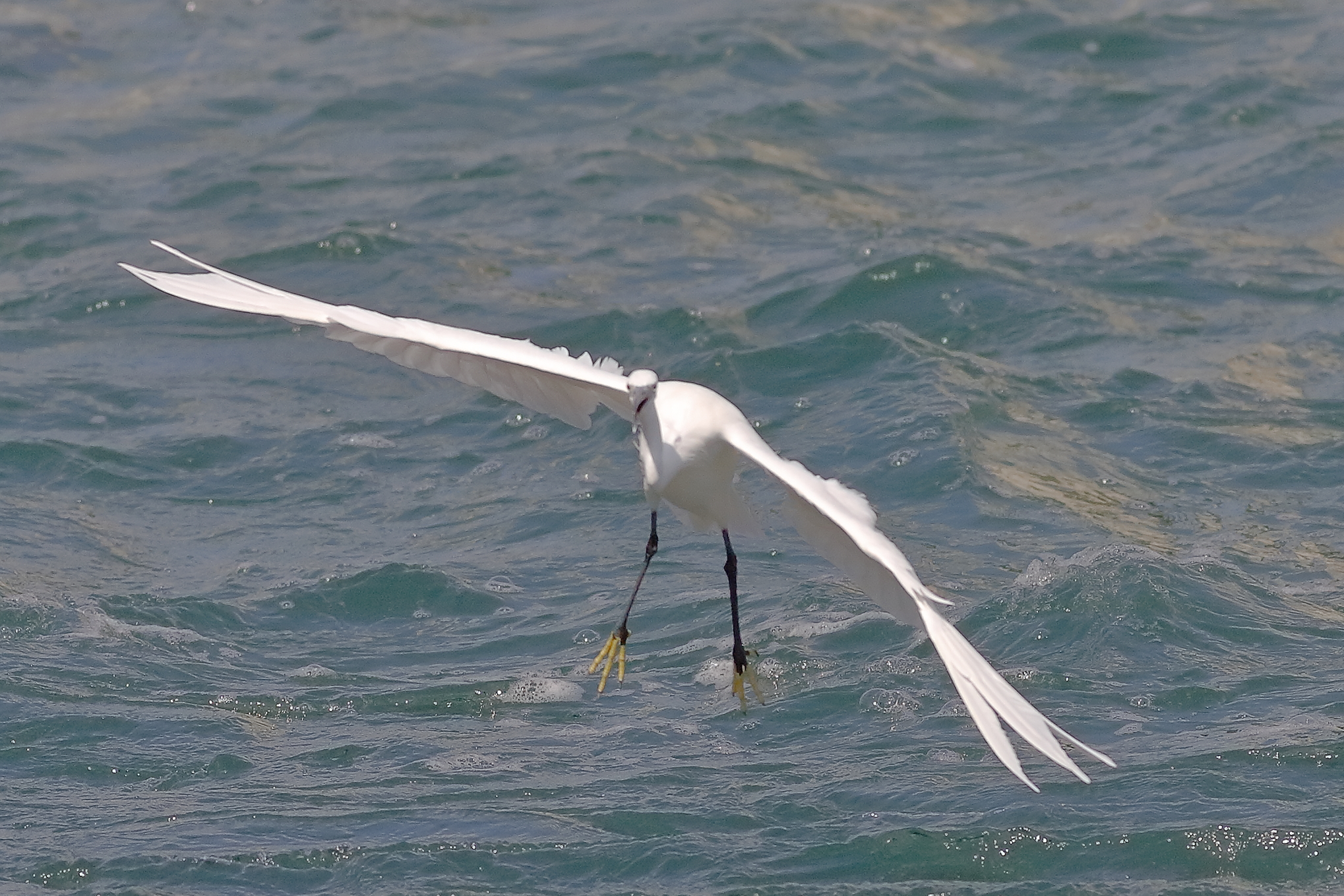 Garzetta 18 settembre 2025 - 0012