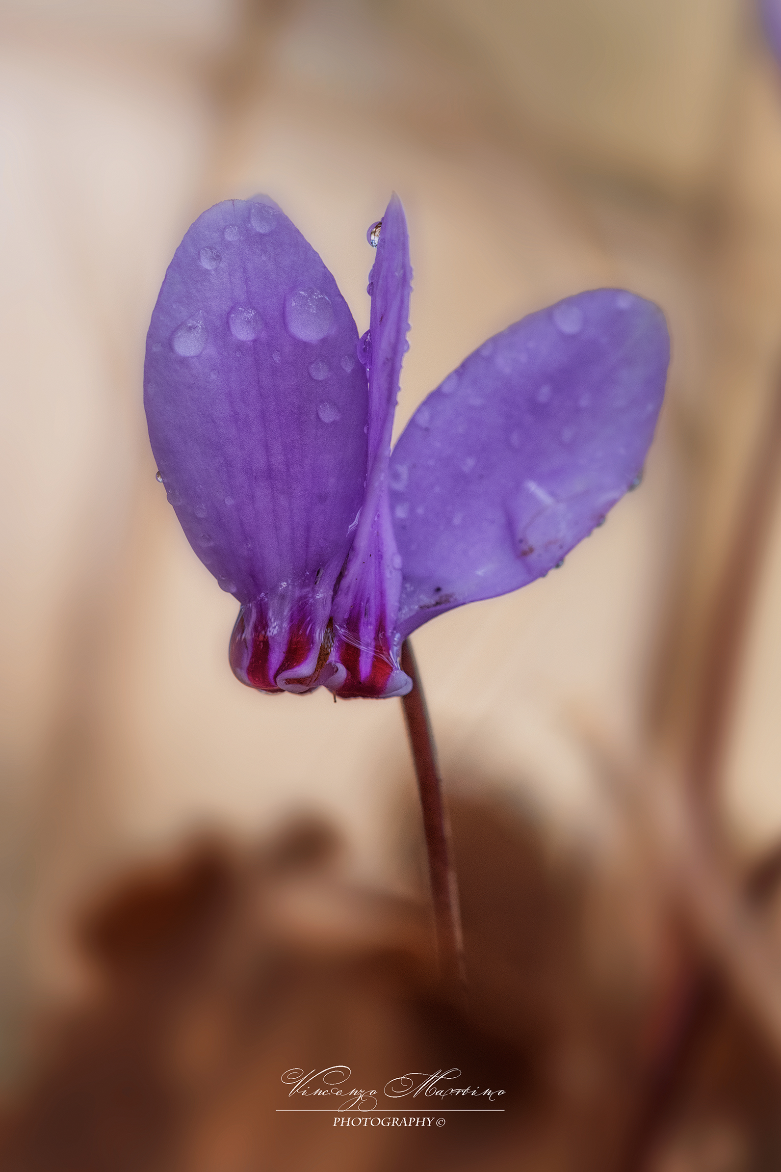 Untitled Photo