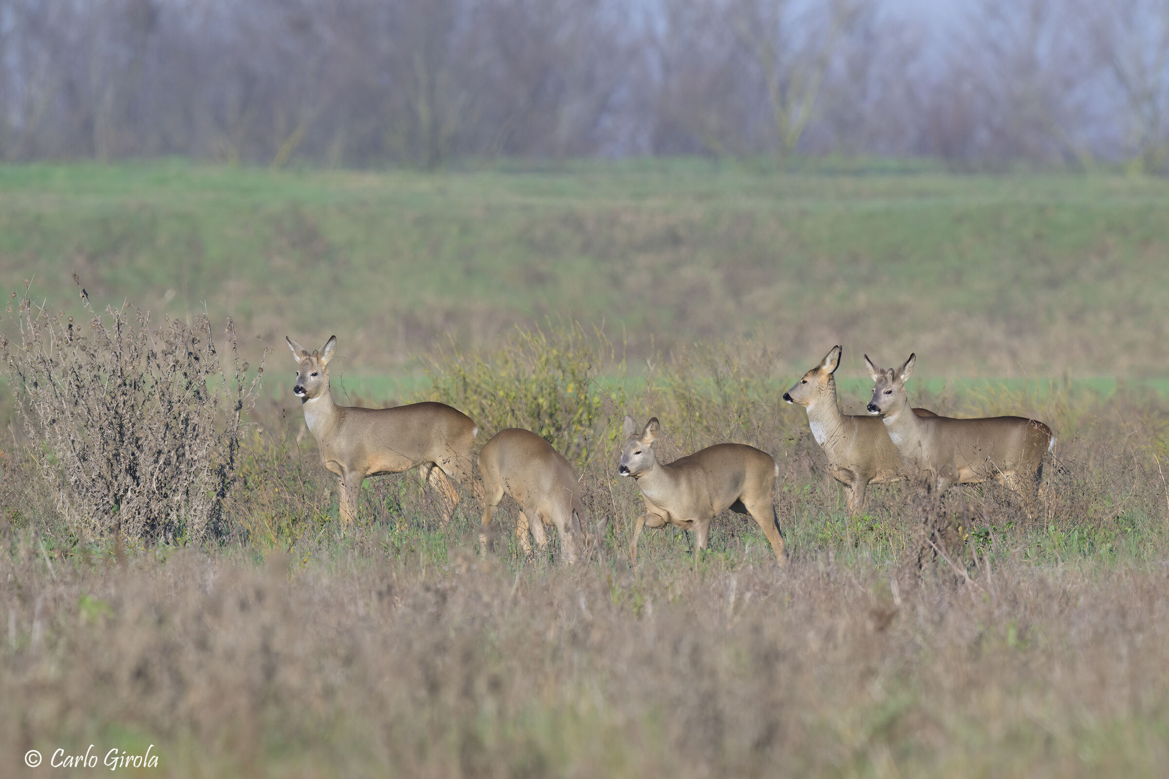 Caprioli (Capreolus capreolus)
