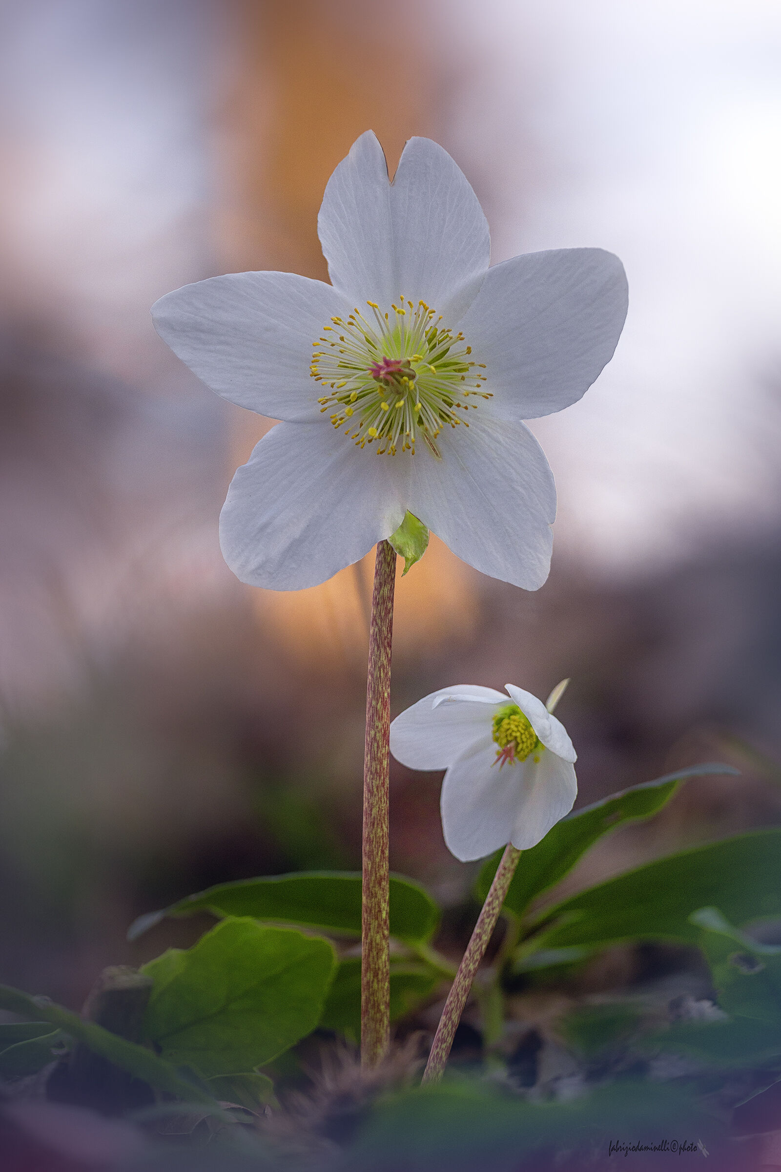 Helleborus niger