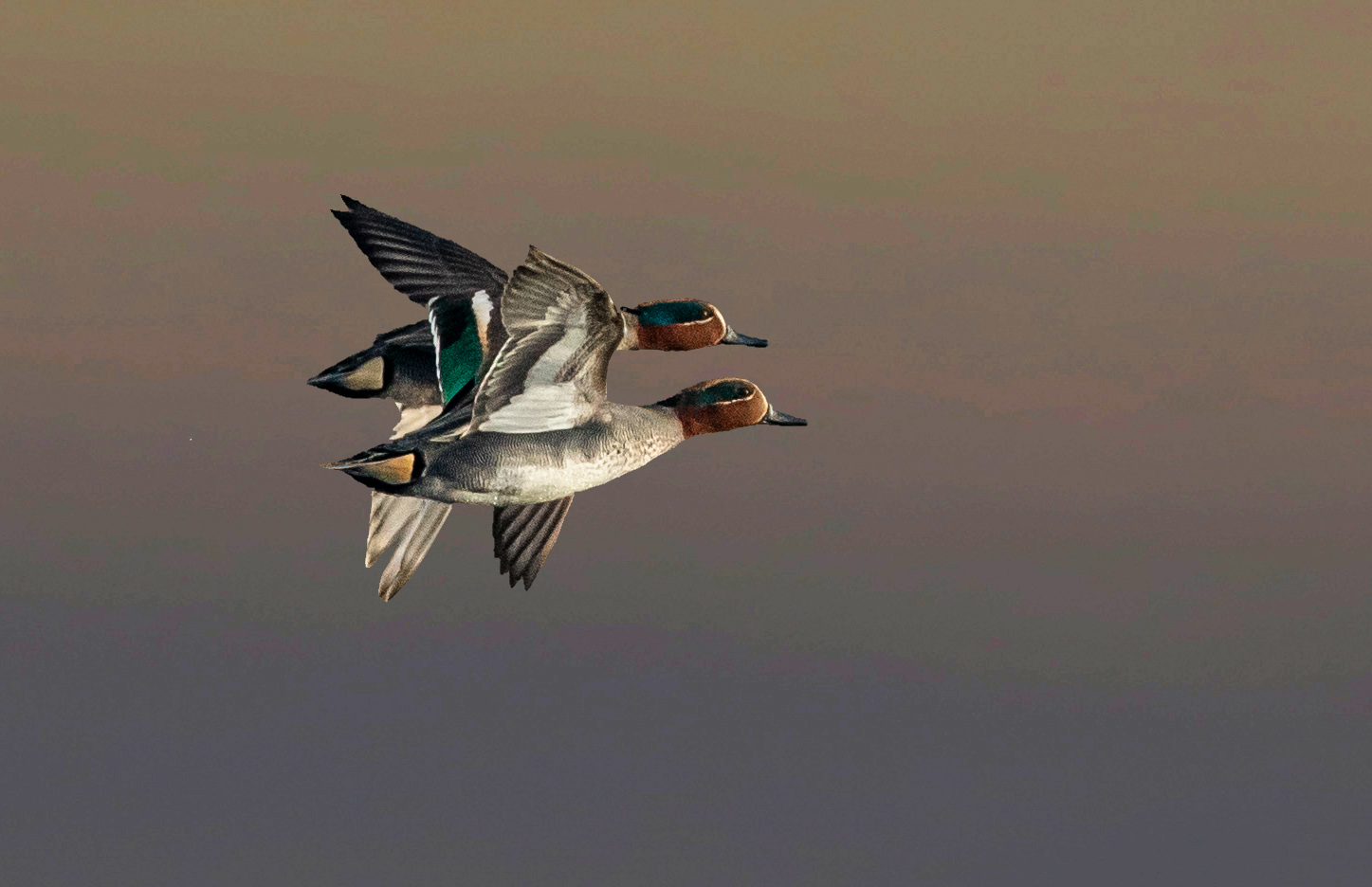 alzavole al tramonto