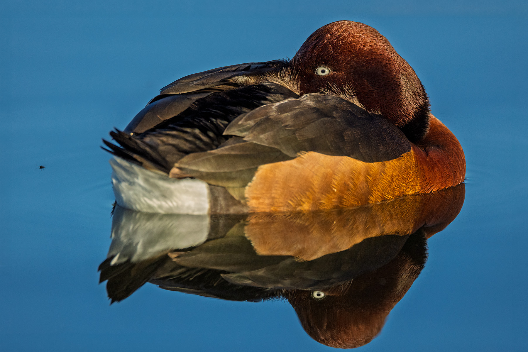 Ferruginous duck