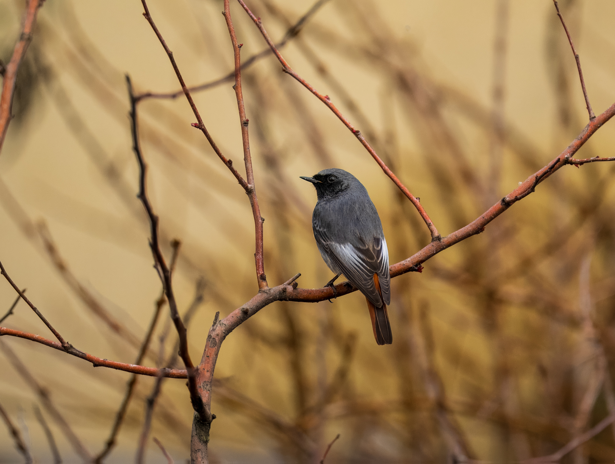 Chimney Sweep Redstart
