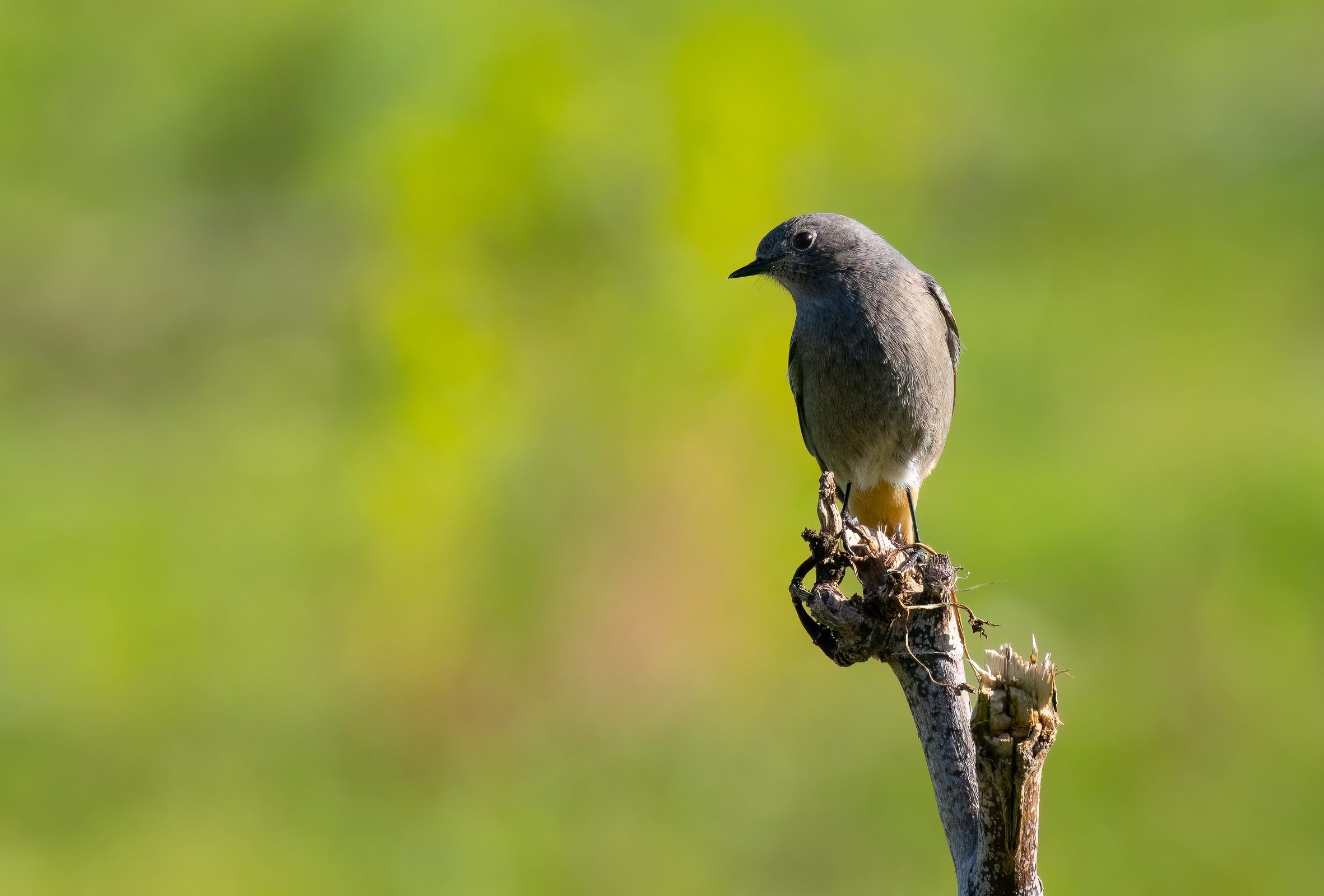 Chimney Sweep Redstart