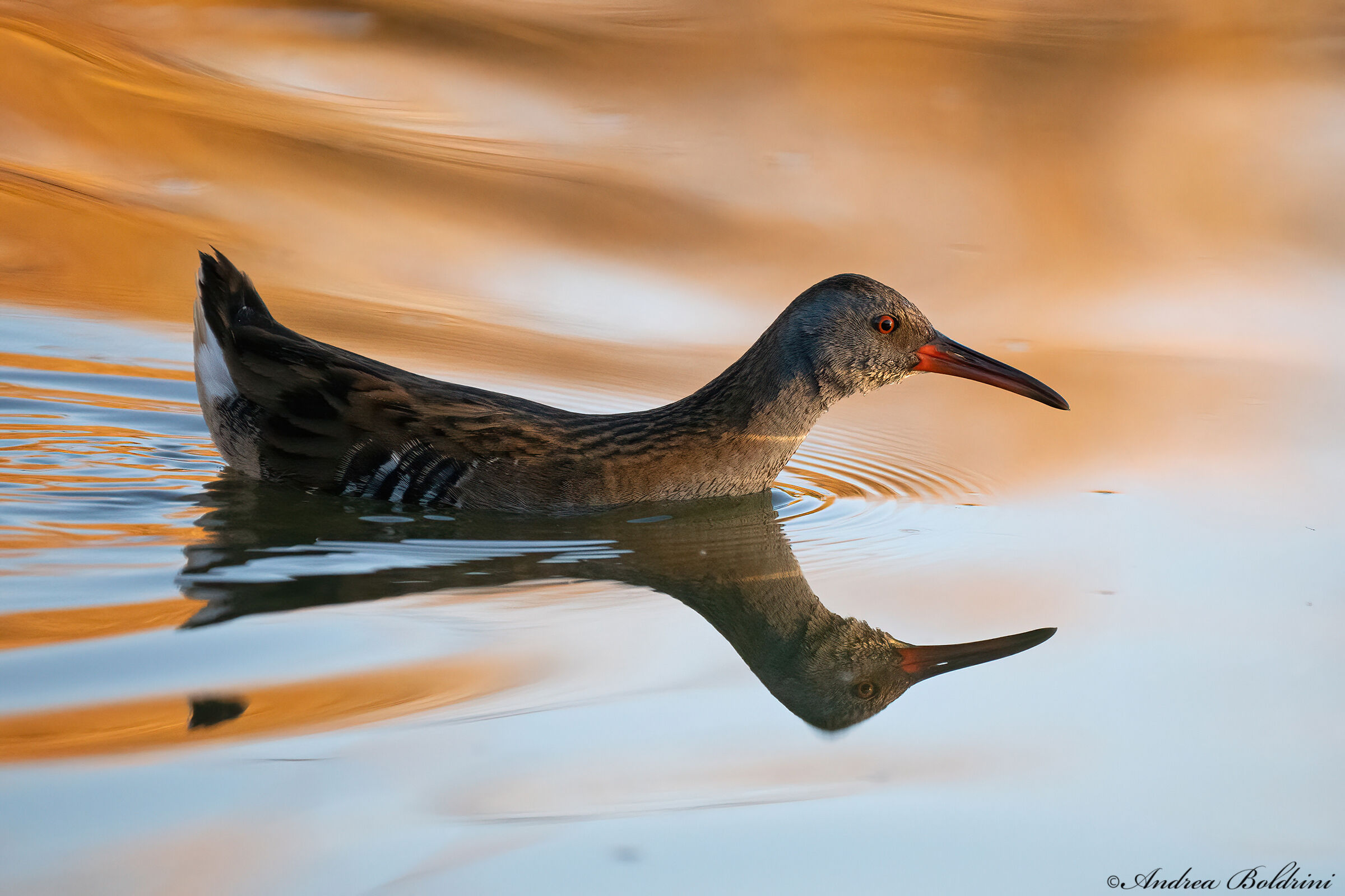 Water rail