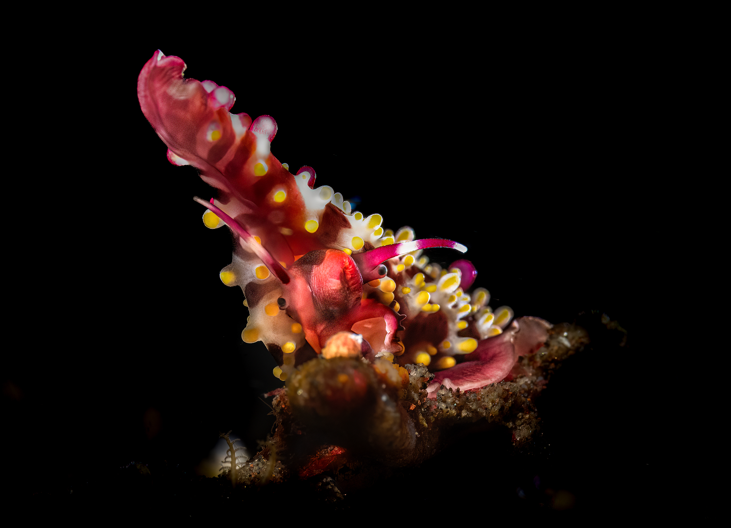 Rosy Spindle Cowry Phenacovolva rosea Bali Indonesia