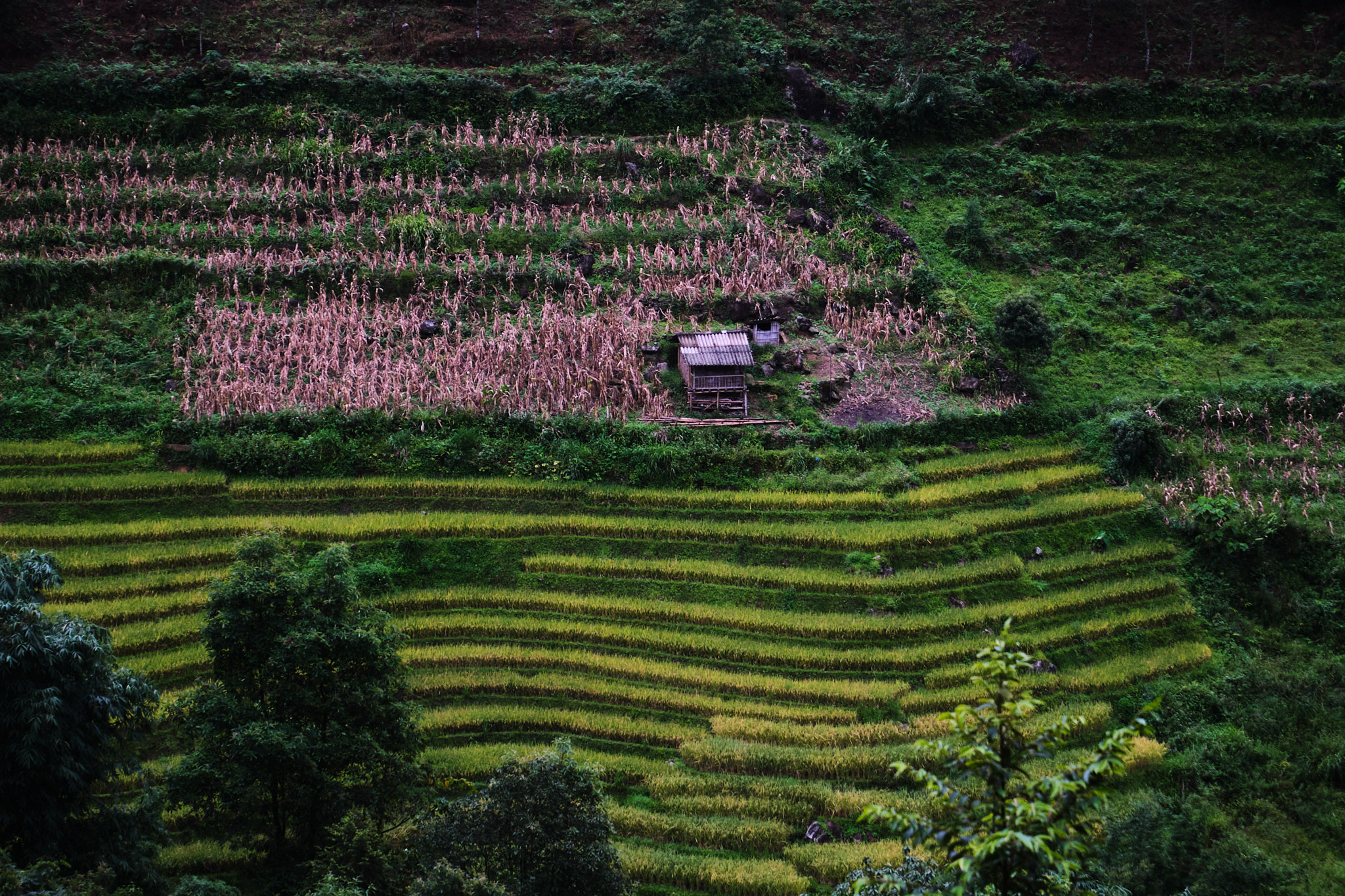 Sa Pa