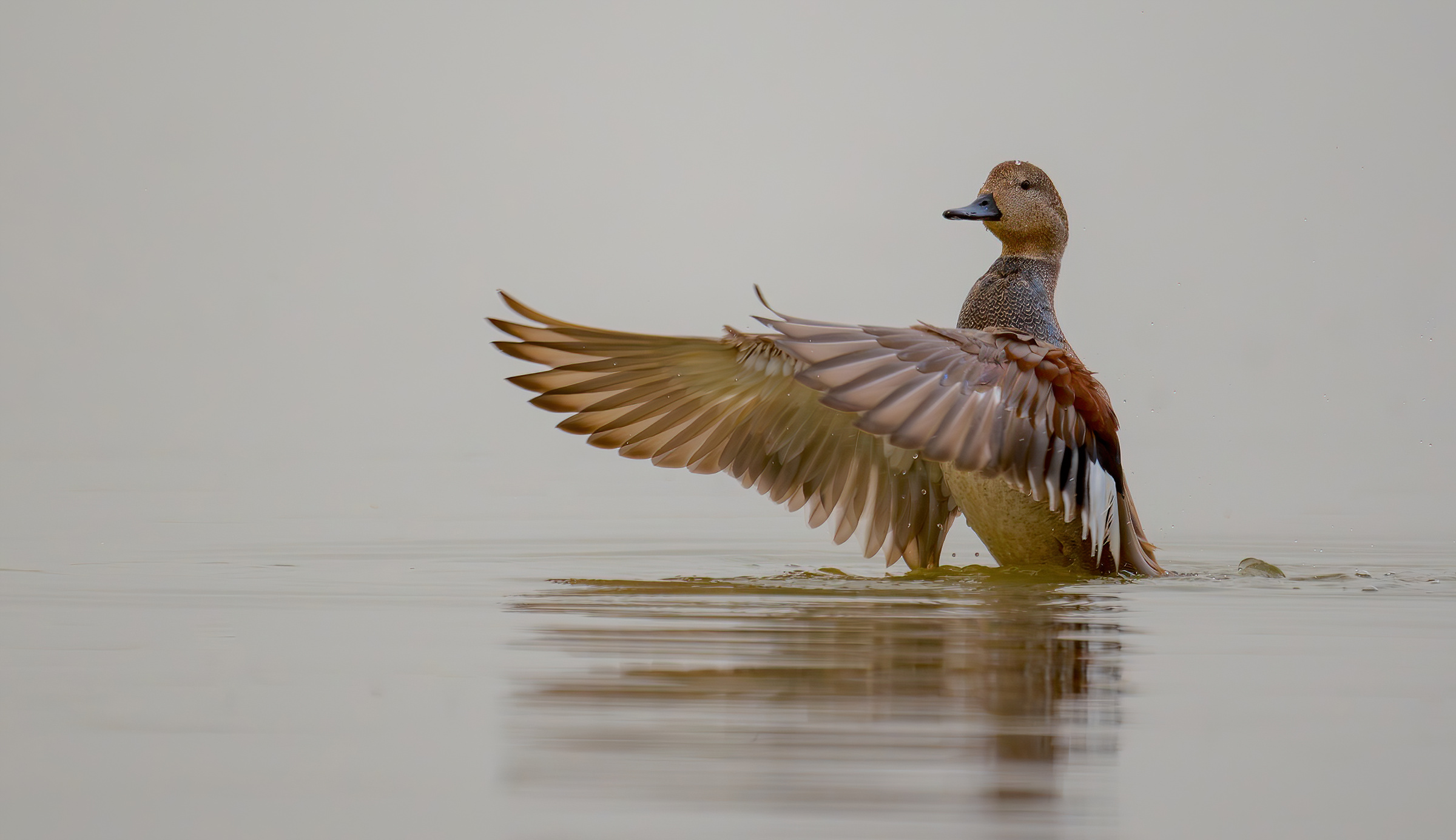 Gadwall on a hazy day