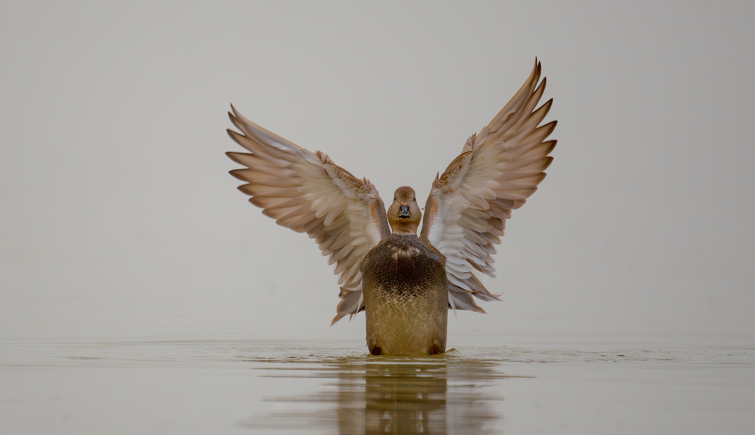 Gadwall on a hazy day