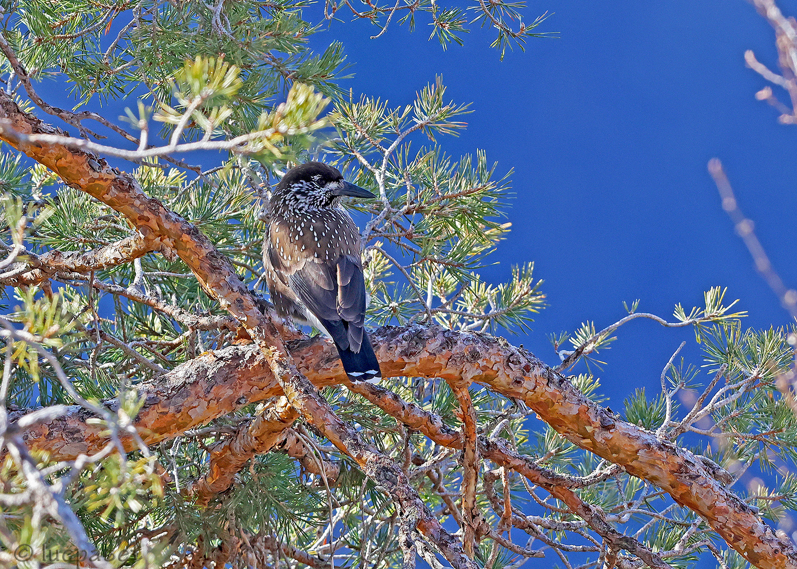 Nutcracker on Scots pine