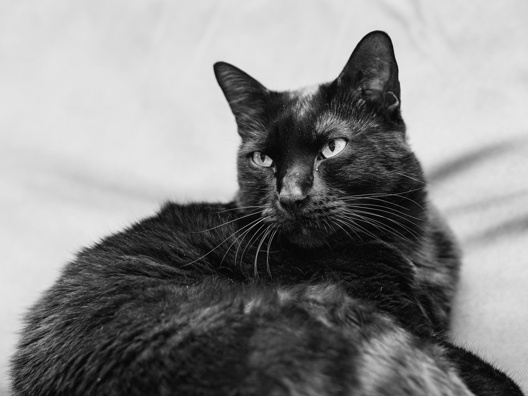 La protettrice della casa