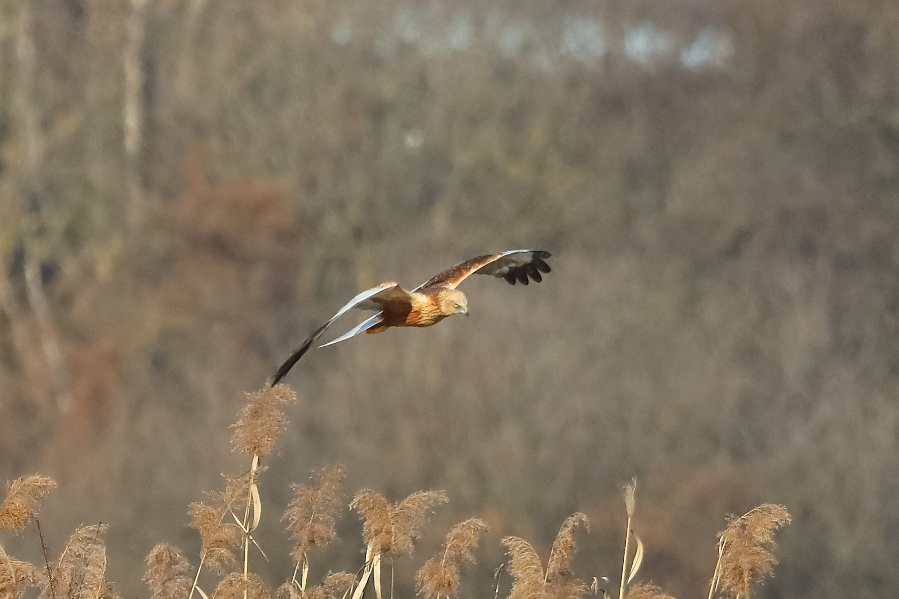 Falco di palude M 03 febbraio 2023 - 0111