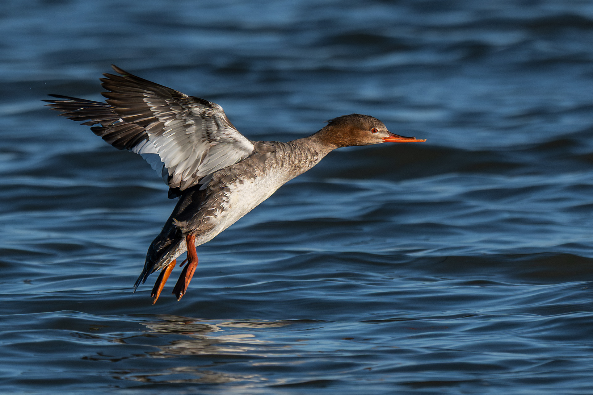 femmina di Smergo in arrivo